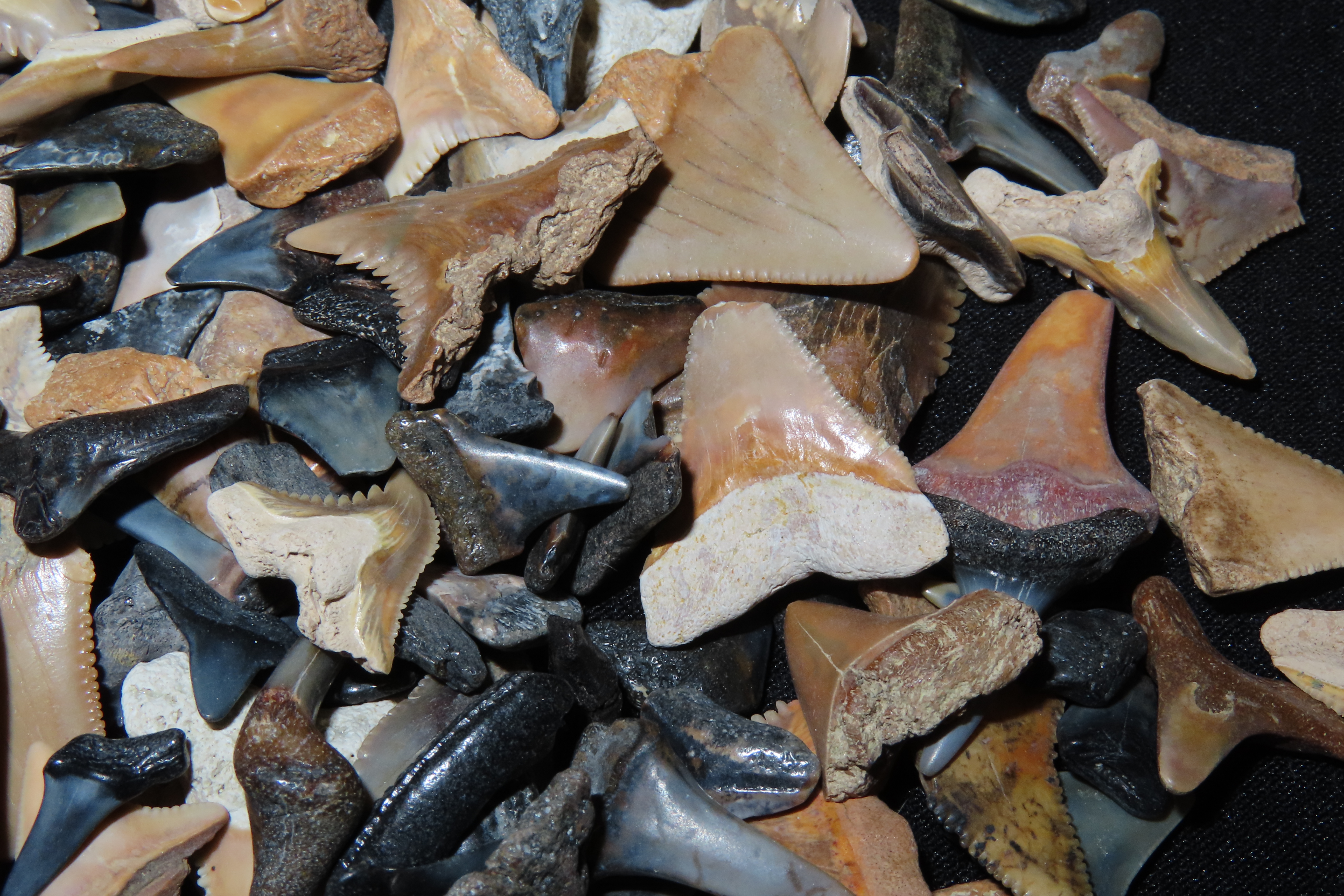 Lot of 200+ Fossil Shark Teeth from Florida