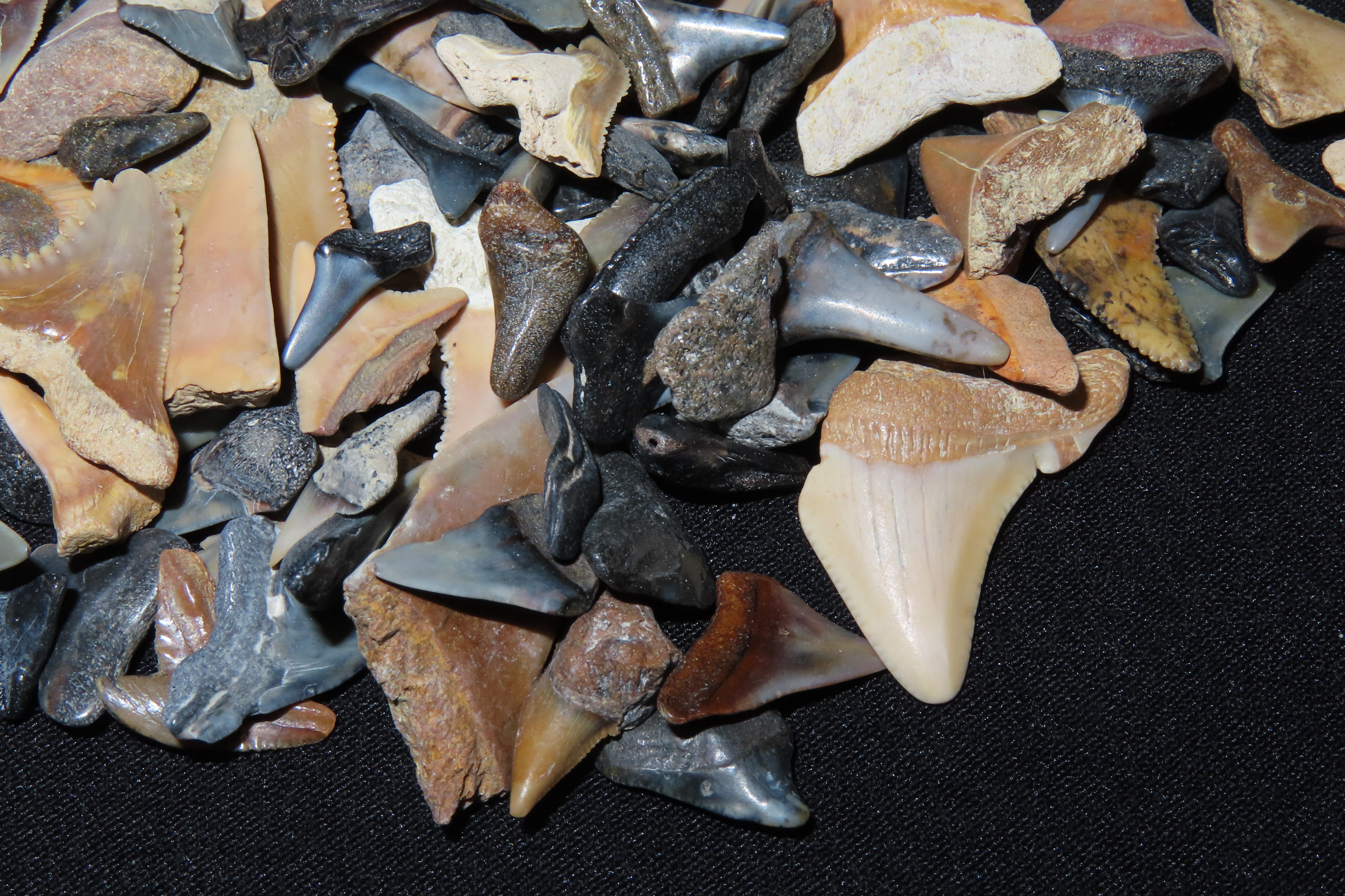 Lot of 200+ Fossil Shark Teeth from Florida