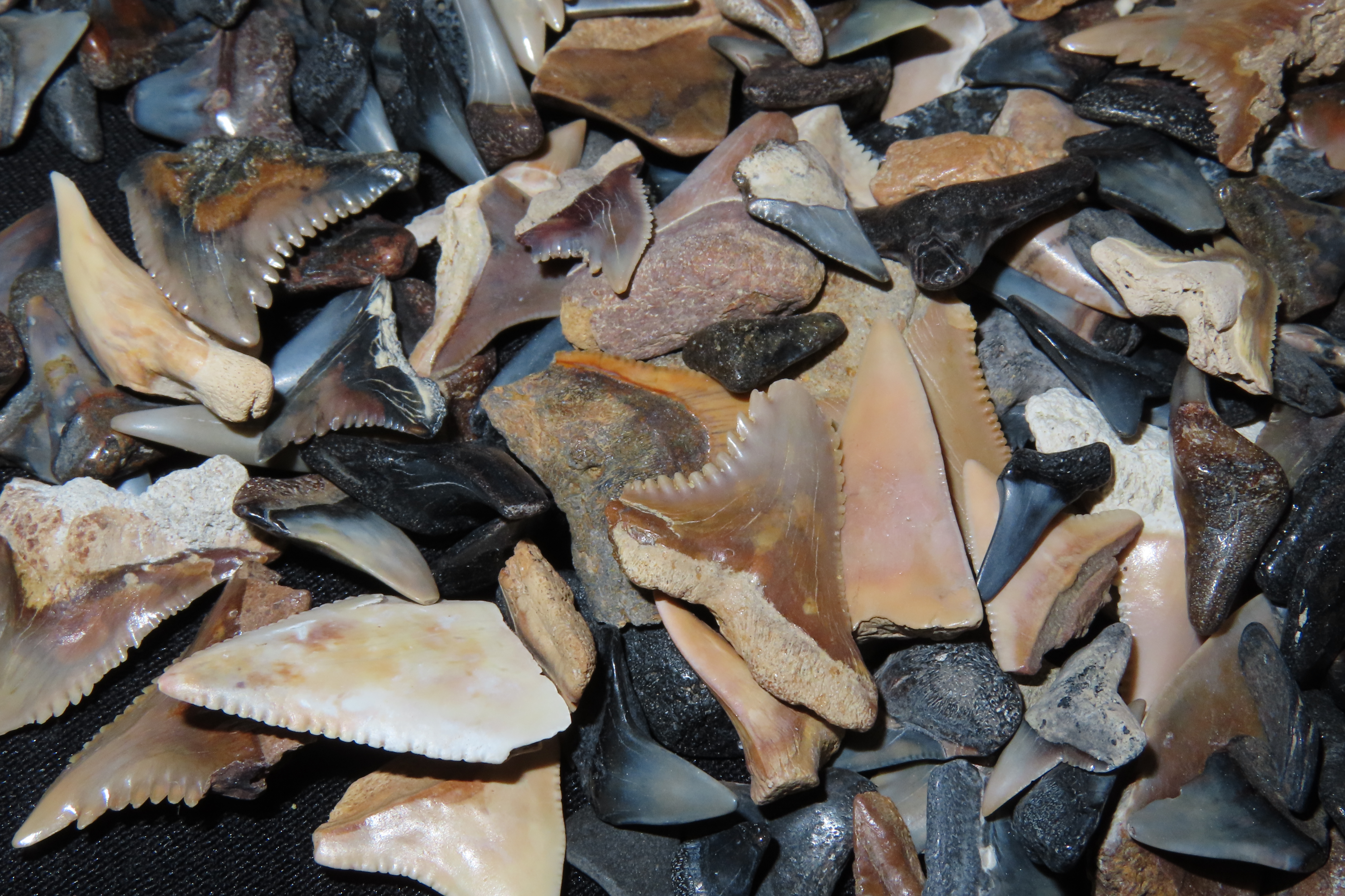 Lot of 200+ Fossil Shark Teeth from Florida