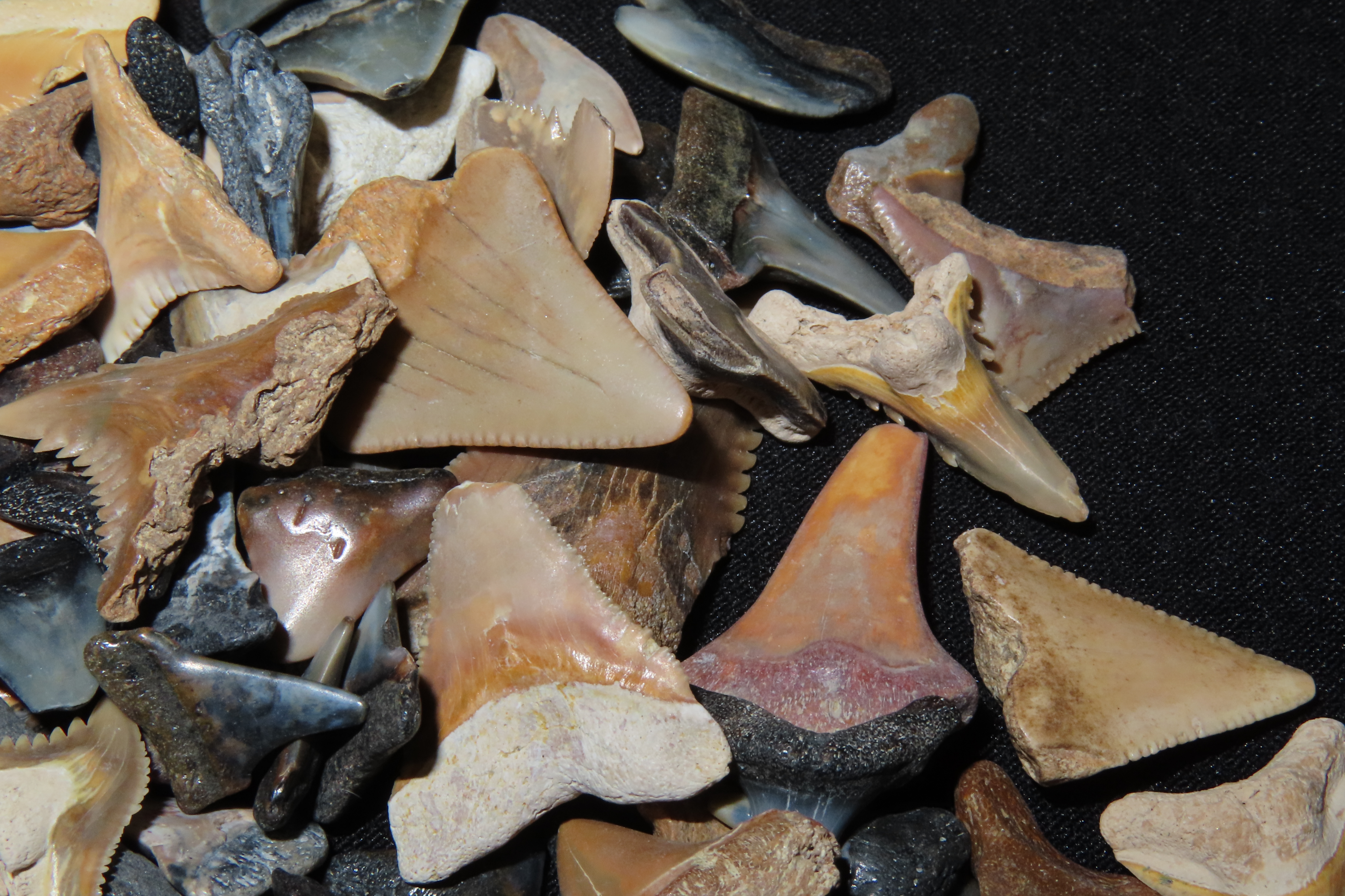 Lot of 200+ Fossil Shark Teeth from Florida
