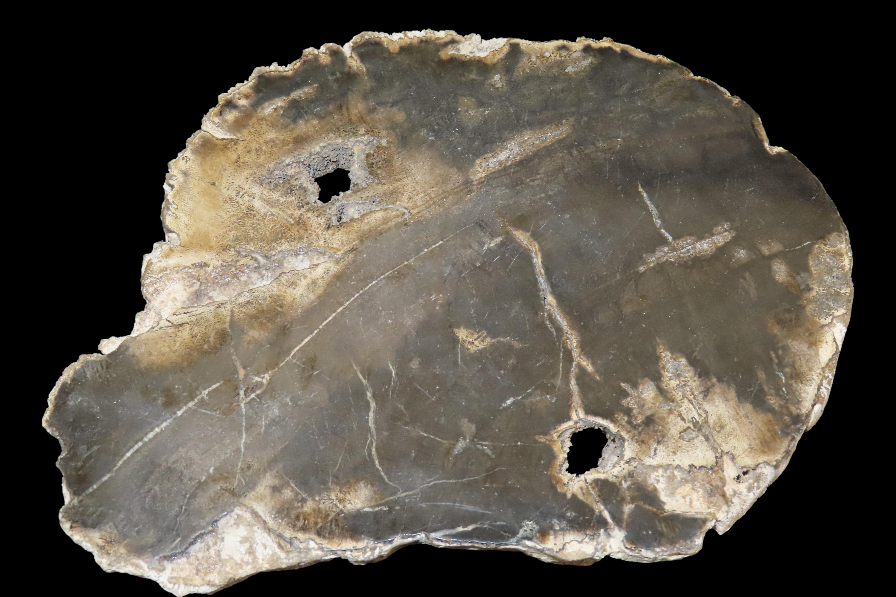 Large Colorful Polished Slab of Petrifeid Wood. Fully Polished on Both Sides, Beautiful Colorful Example.