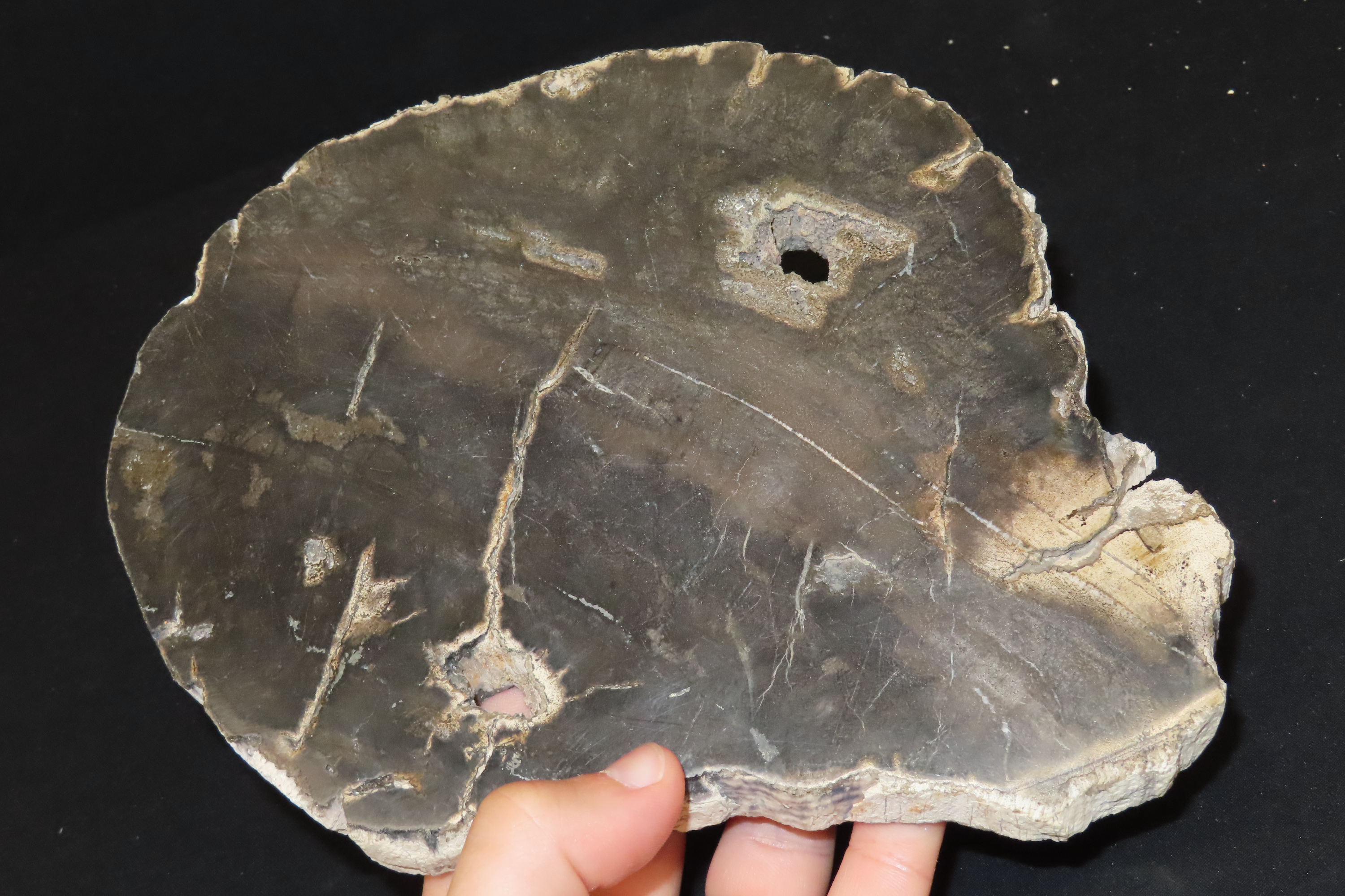 Large Colorful Polished Slab of Petrifeid Wood. Fully Polished on Both Sides, Beautiful Colorful Example.