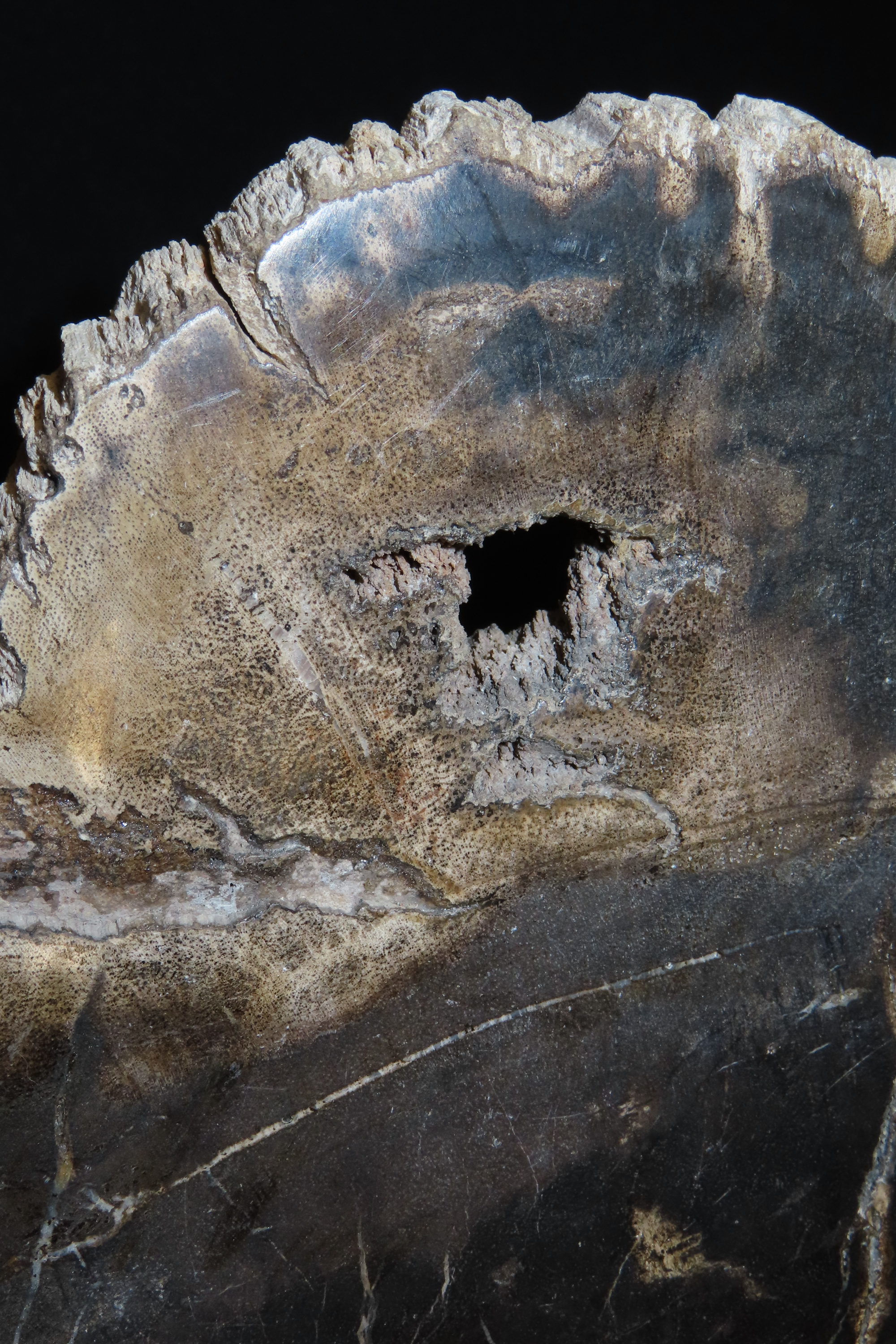 Large Colorful Polished Slab of Petrifeid Wood. Fully Polished on Both Sides, Beautiful Colorful Example.