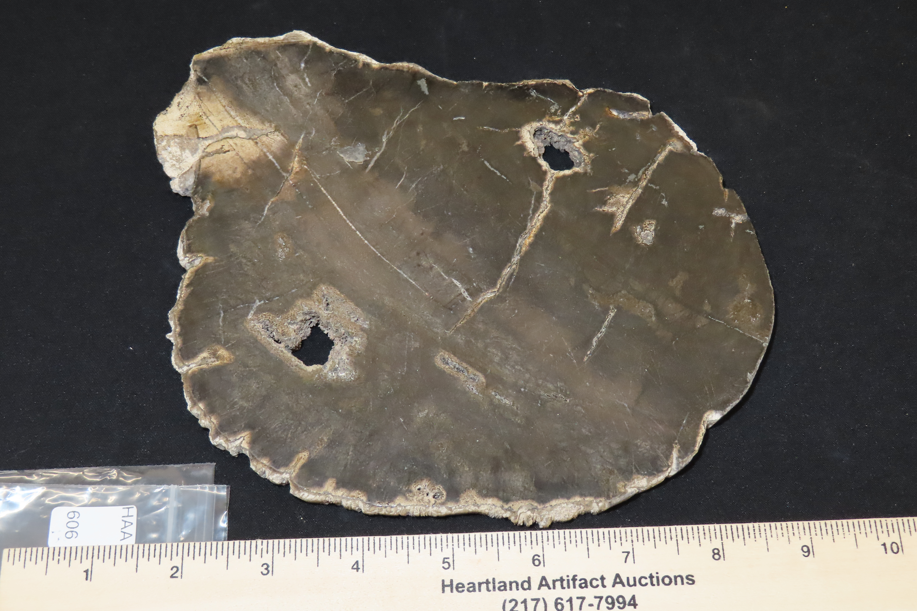 Large Colorful Polished Slab of Petrifeid Wood. Fully Polished on Both Sides, Beautiful Colorful Example.