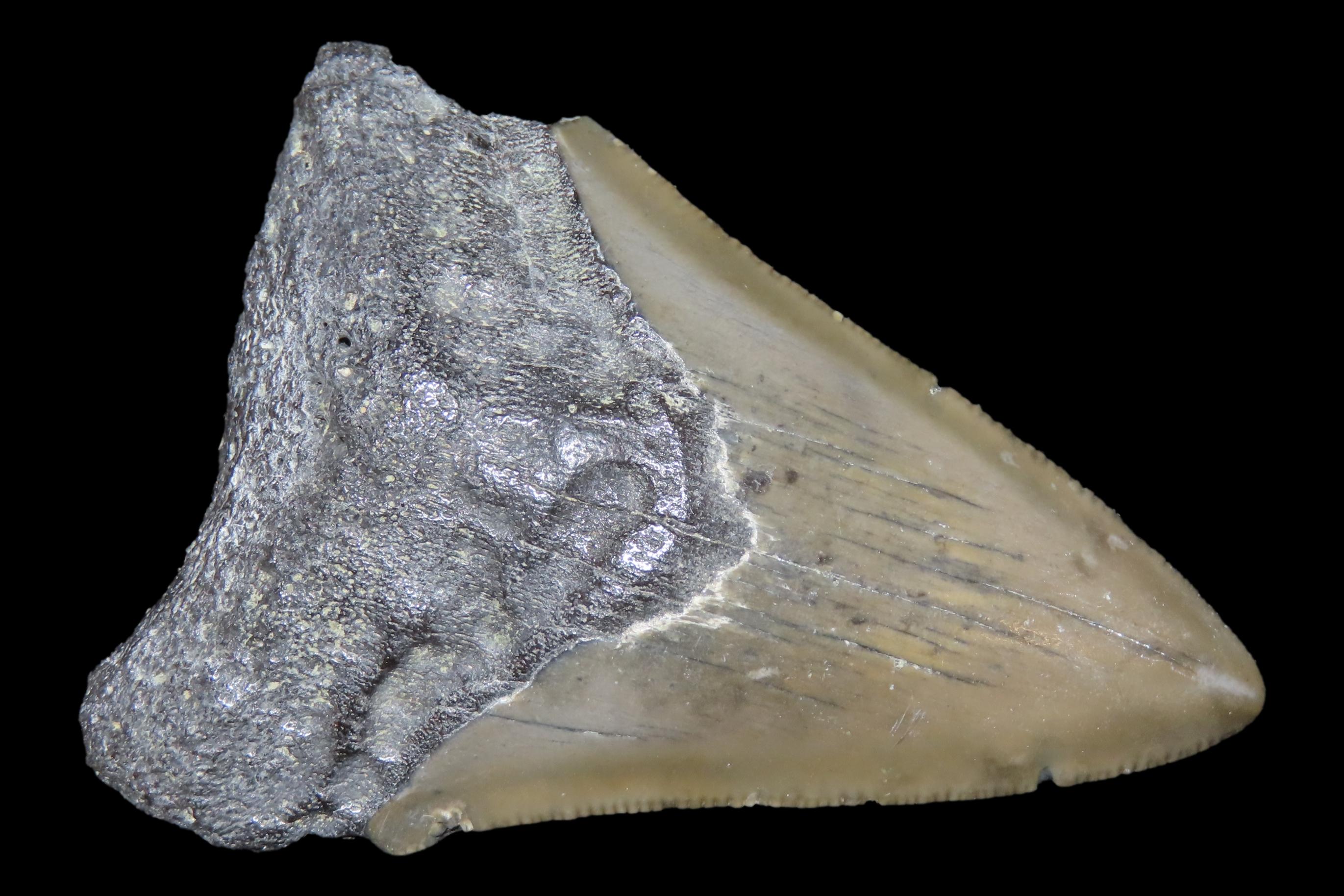 Large Megalodon Shark Tooth, 2.5-23 Million Year Old Fossil found off the coast of the Carolinas. No Repair, No Resto, No Polishing. Great E
