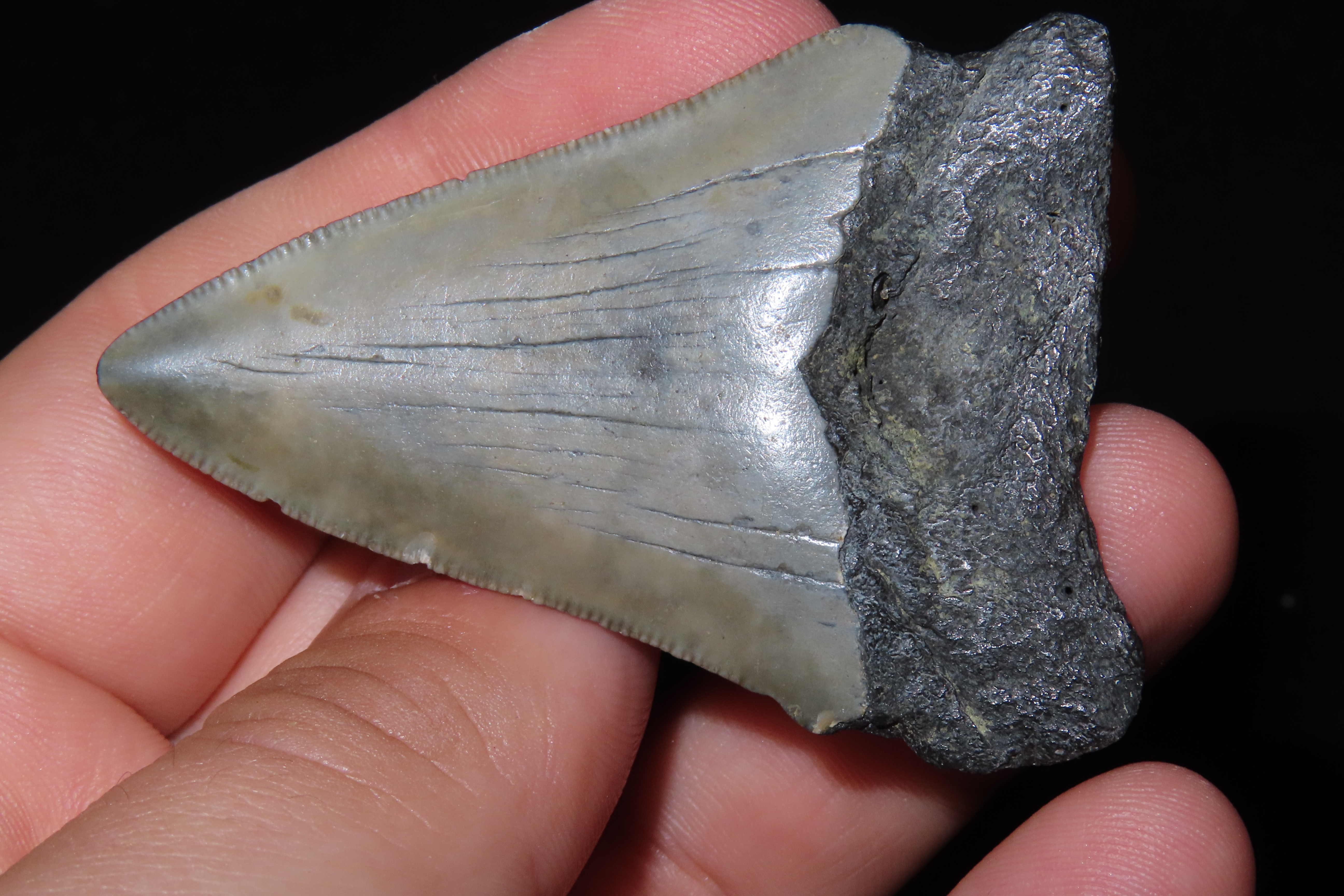 Large Megalodon Shark Tooth, 2.5-23 Million Year Old Fossil found off the coast of the Carolinas. No Repair, No Resto, No Polishing. Great E