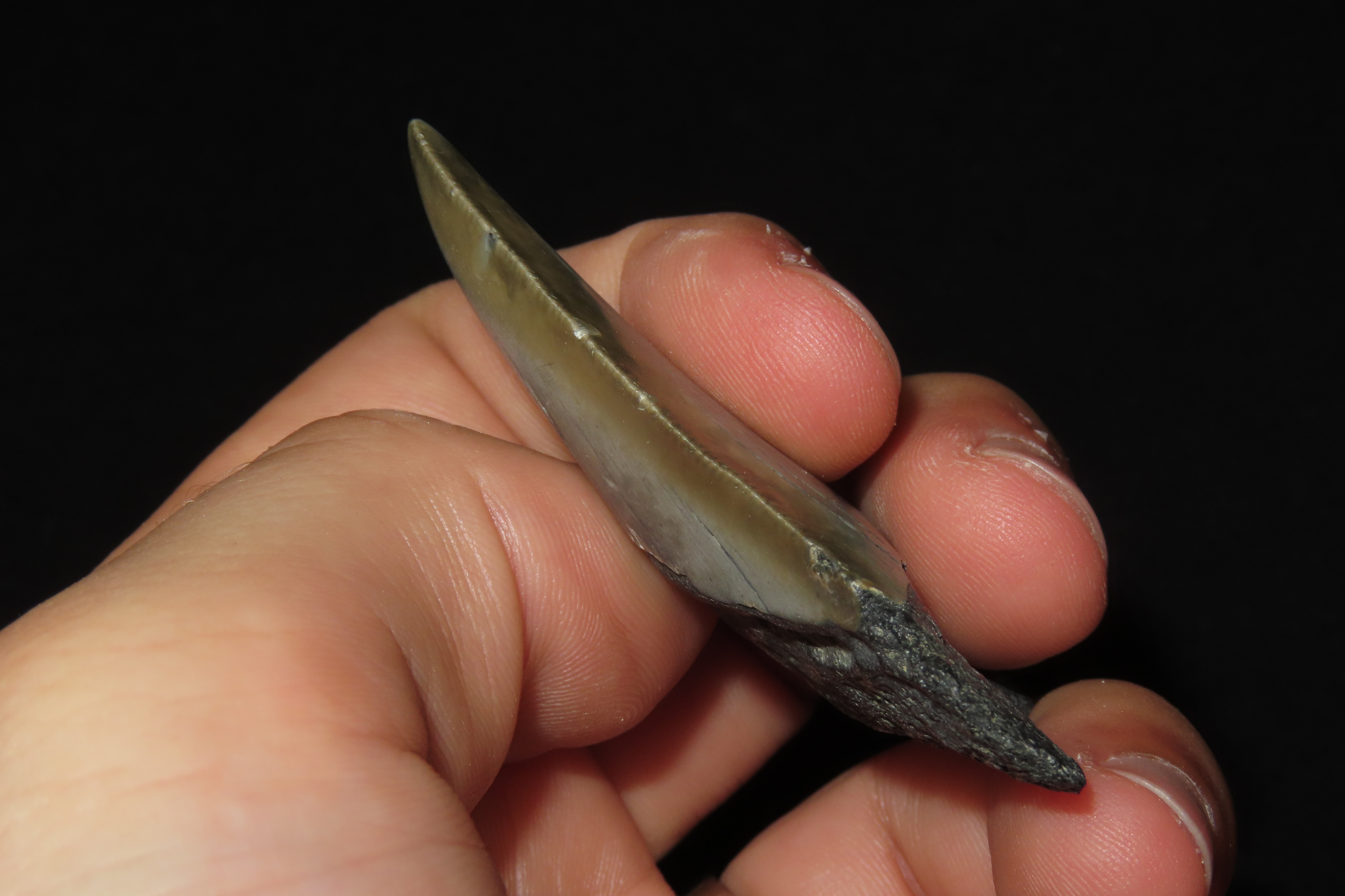 Large Megalodon Shark Tooth, 2.5-23 Million Year Old Fossil found off the coast of the Carolinas. No Repair, No Resto, No Polishing. Great E