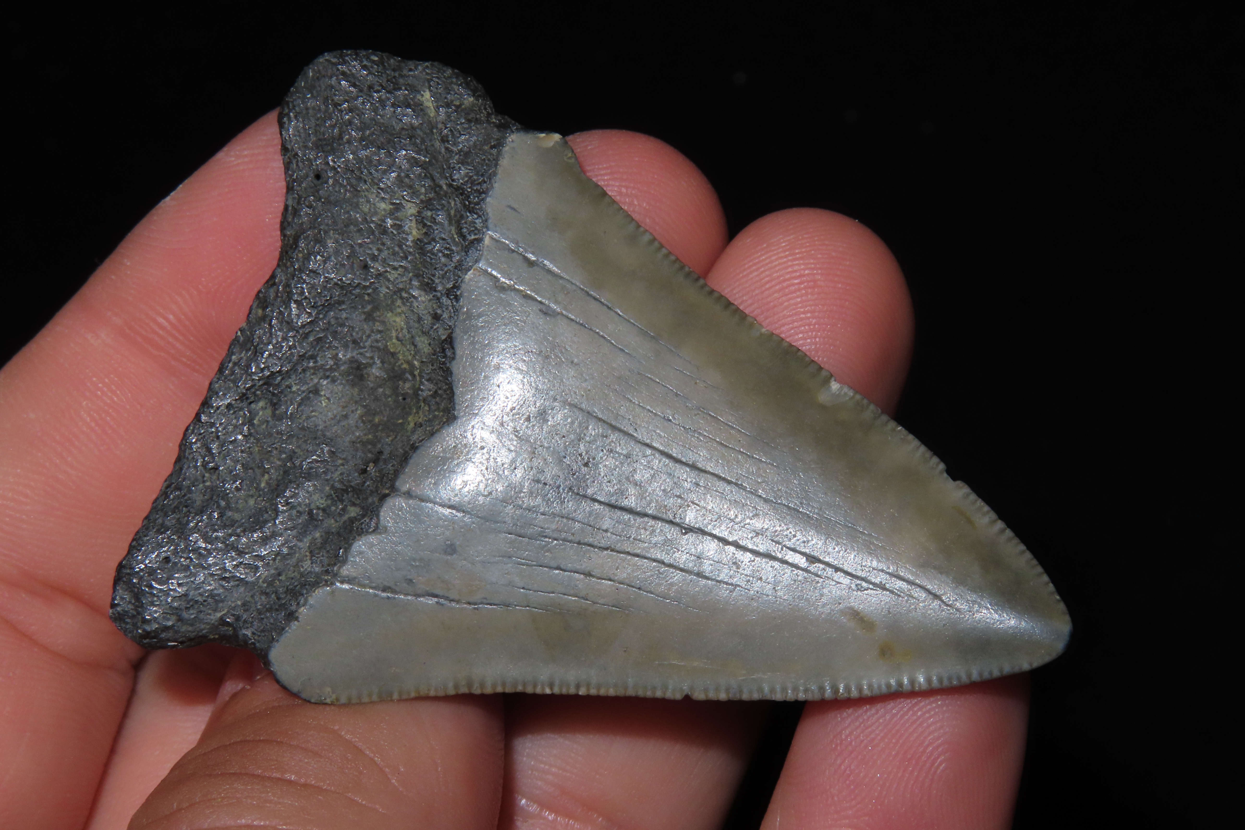 Large Megalodon Shark Tooth, 2.5-23 Million Year Old Fossil found off the coast of the Carolinas. No Repair, No Resto, No Polishing. Great E