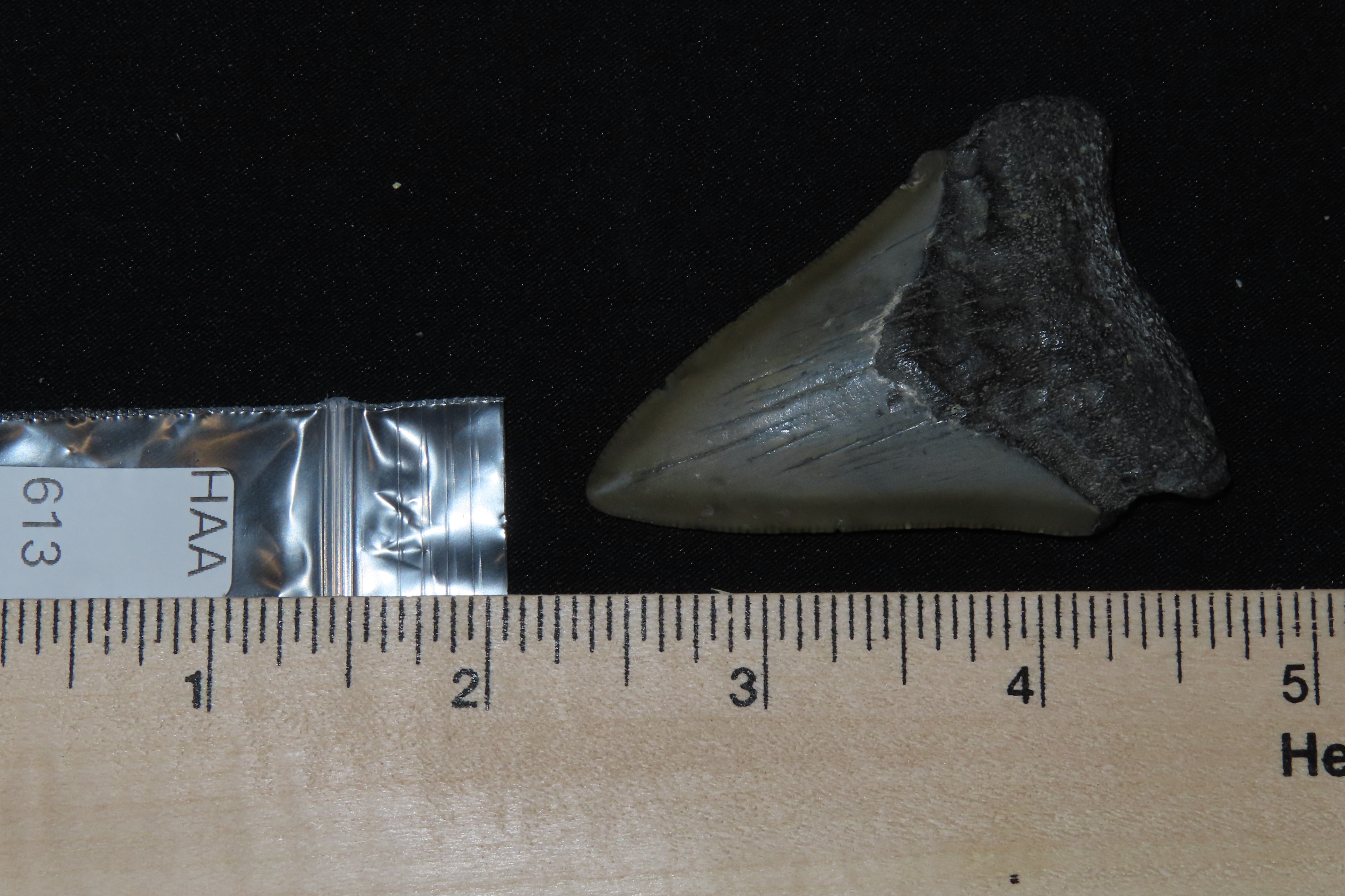 Large Megalodon Shark Tooth, 2.5-23 Million Year Old Fossil found off the coast of the Carolinas. No Repair, No Resto, No Polishing. Great E