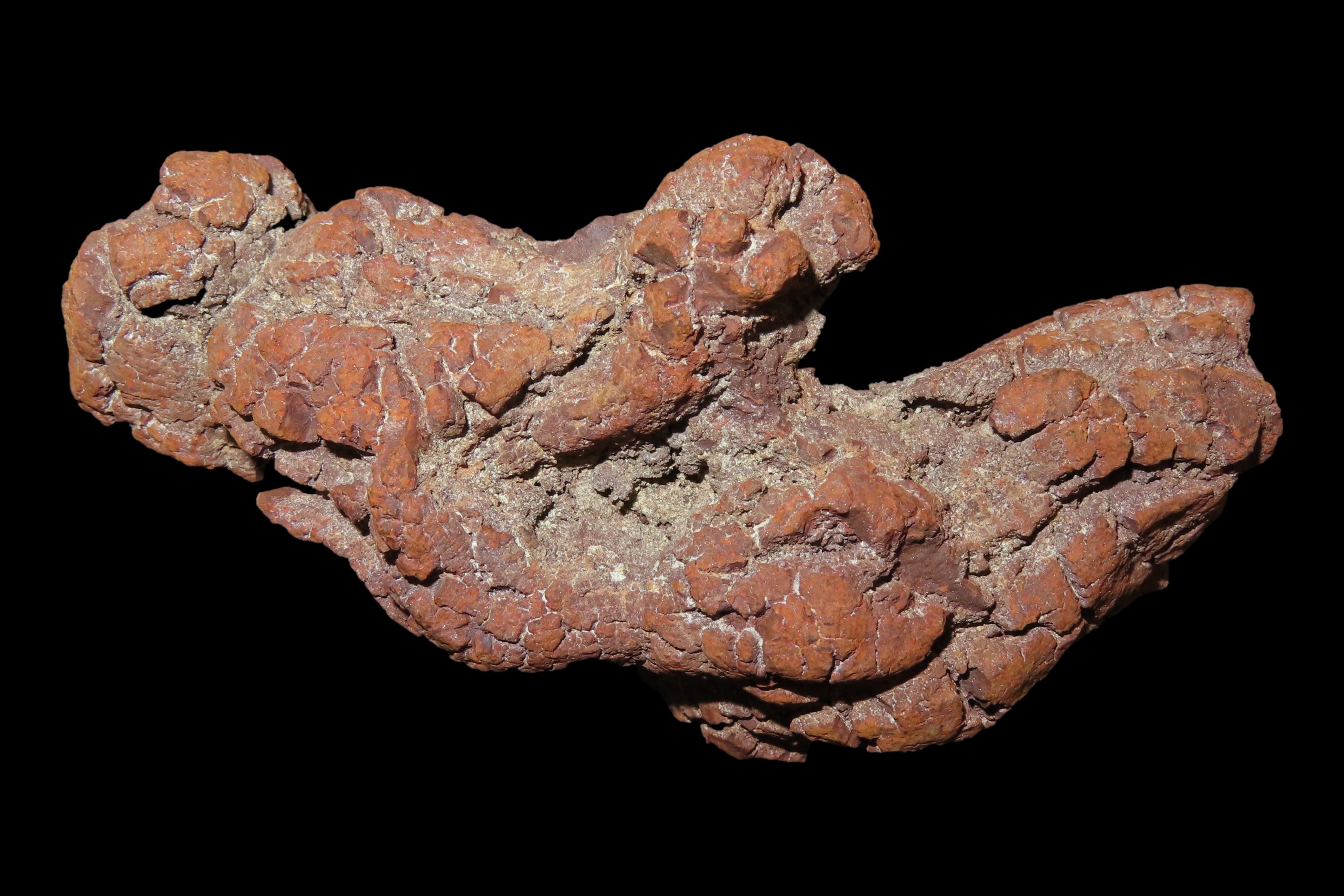 Large Dinosaur Poop Fossil, Coprolite, Appr. 100 Million Years old Fossilized Dino Dung, Great Well Formed Example!