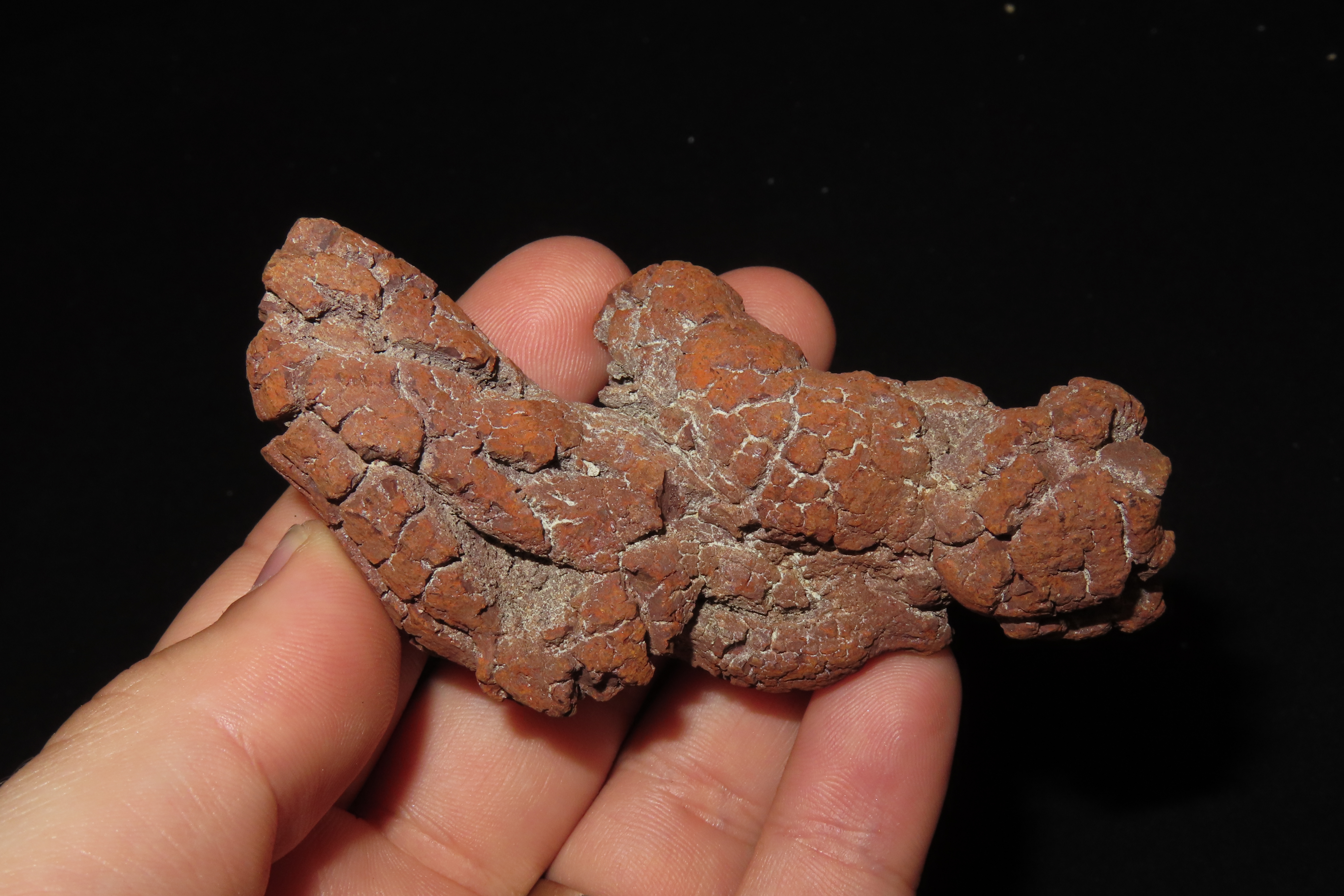 Large Dinosaur Poop Fossil, Coprolite, Appr. 100 Million Years old Fossilized Dino Dung, Great Well Formed Example!