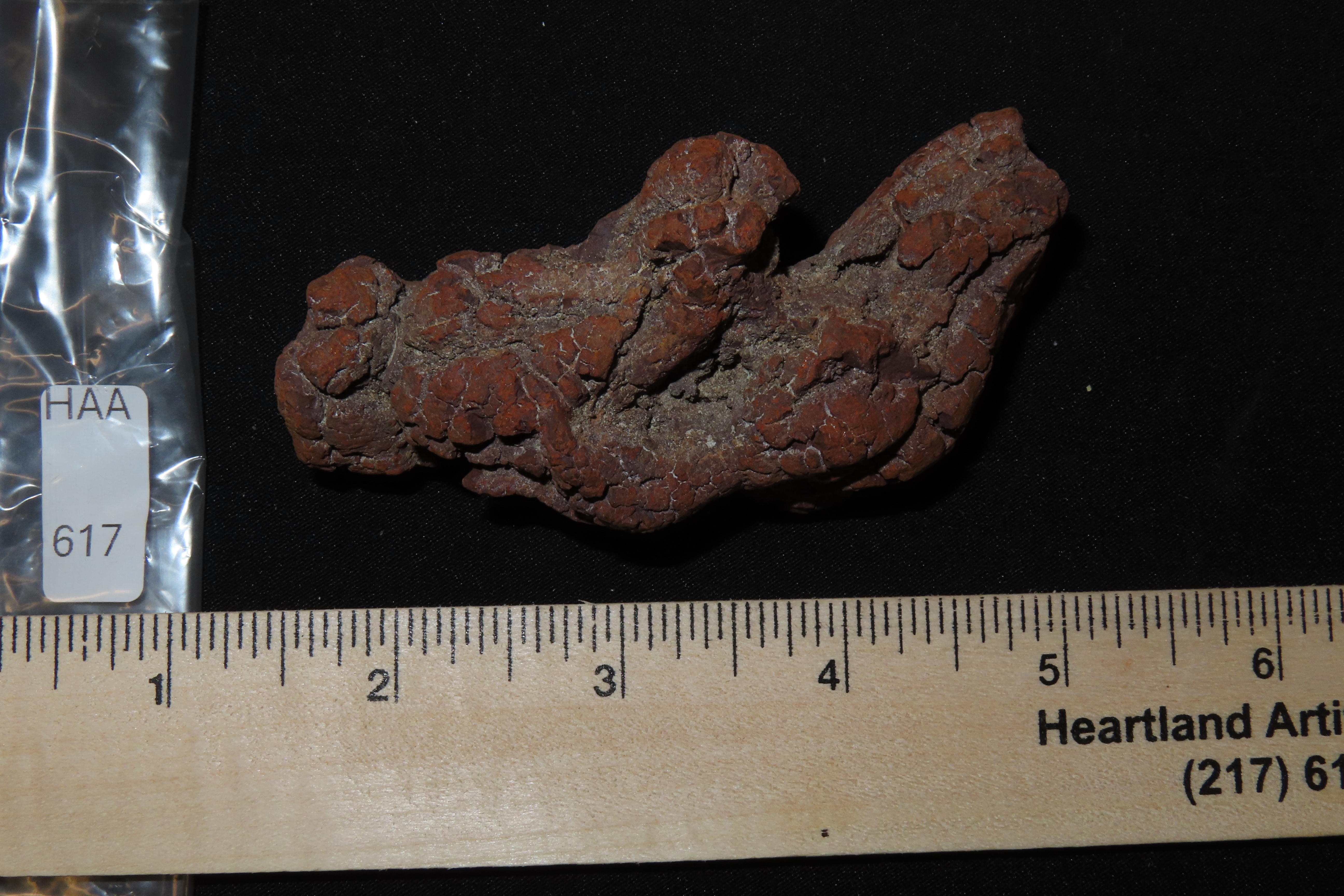 Large Dinosaur Poop Fossil, Coprolite, Appr. 100 Million Years old Fossilized Dino Dung, Great Well Formed Example!