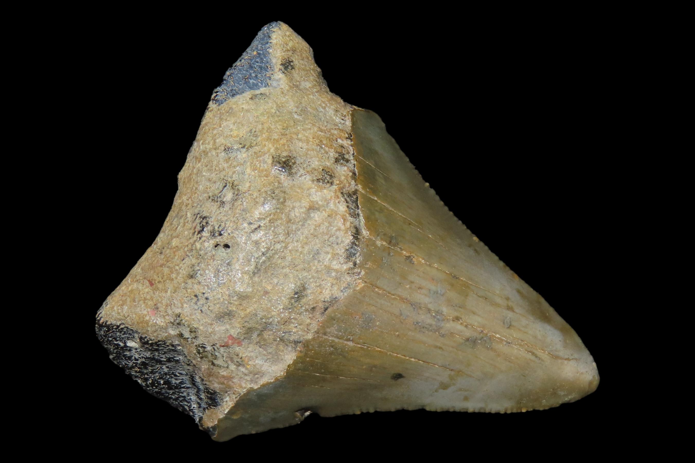 Large Megalodon Shark Tooth, 2.5-23 Million Year Old Fossil found off the coast of the Carolinas. No Repair, No Resto, No Polishing. Great E
