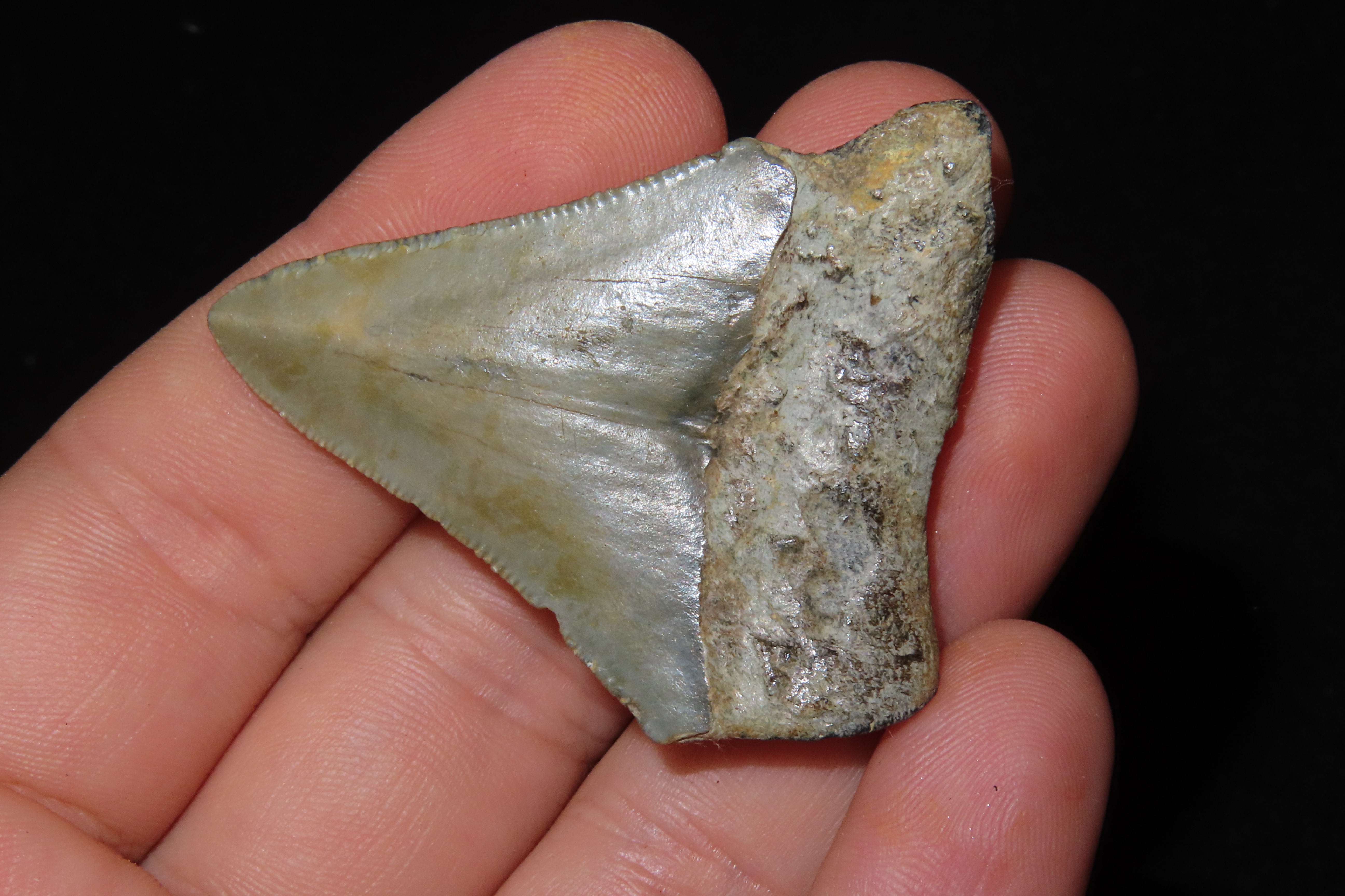 Large Megalodon Shark Tooth, 2.5-23 Million Year Old Fossil found off the coast of the Carolinas. No Repair, No Resto, No Polishing. Great E