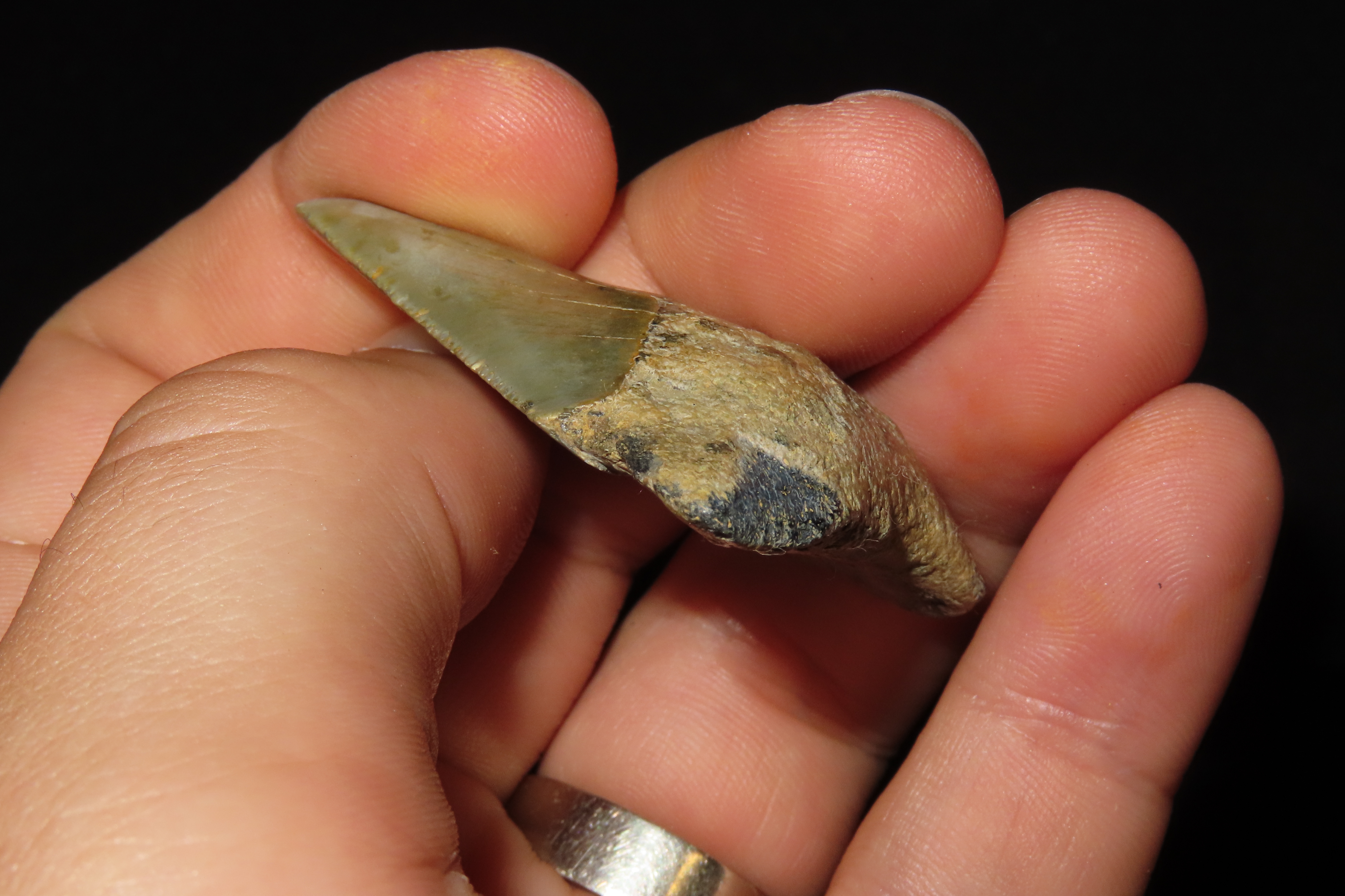 Large Megalodon Shark Tooth, 2.5-23 Million Year Old Fossil found off the coast of the Carolinas. No Repair, No Resto, No Polishing. Great E