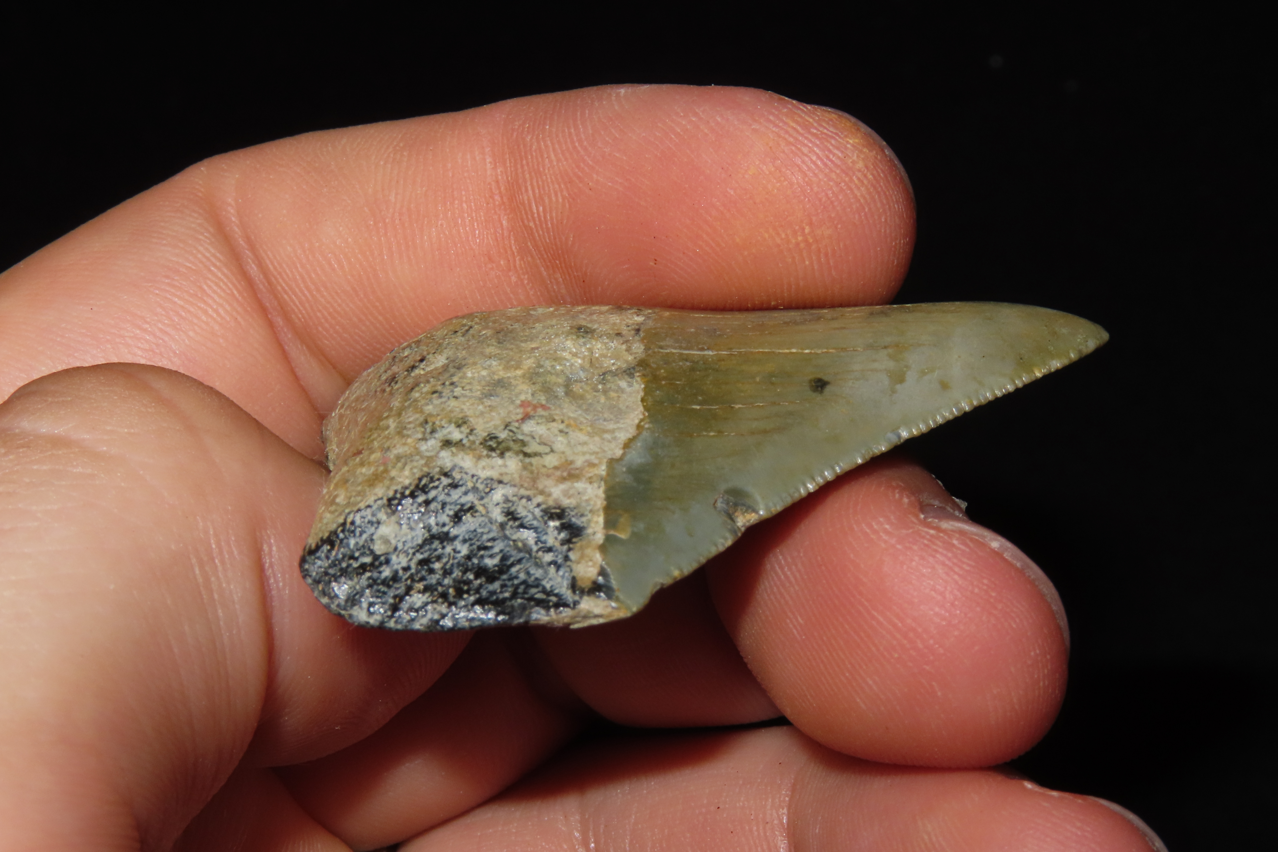 Large Megalodon Shark Tooth, 2.5-23 Million Year Old Fossil found off the coast of the Carolinas. No Repair, No Resto, No Polishing. Great E