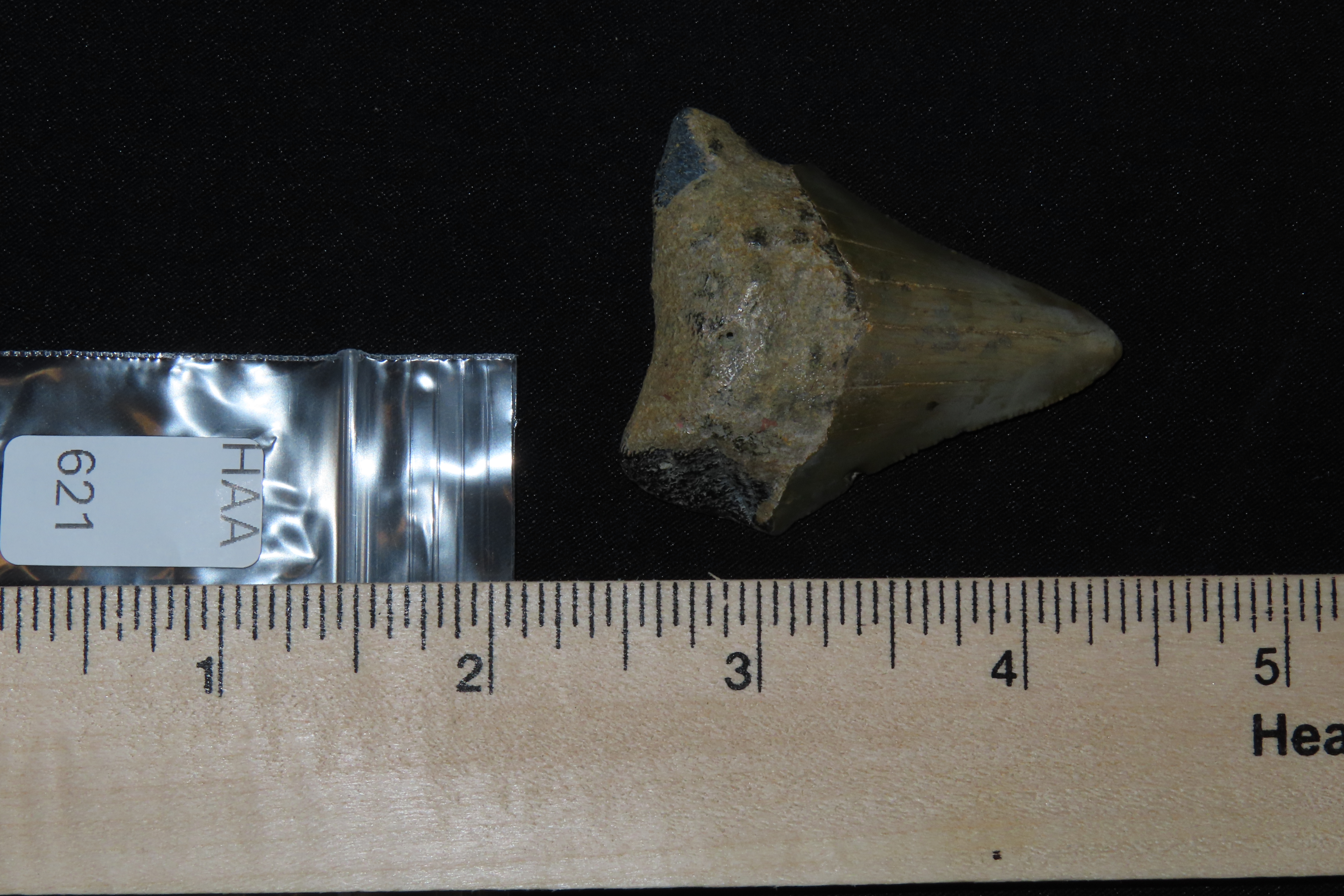 Large Megalodon Shark Tooth, 2.5-23 Million Year Old Fossil found off the coast of the Carolinas. No Repair, No Resto, No Polishing. Great E