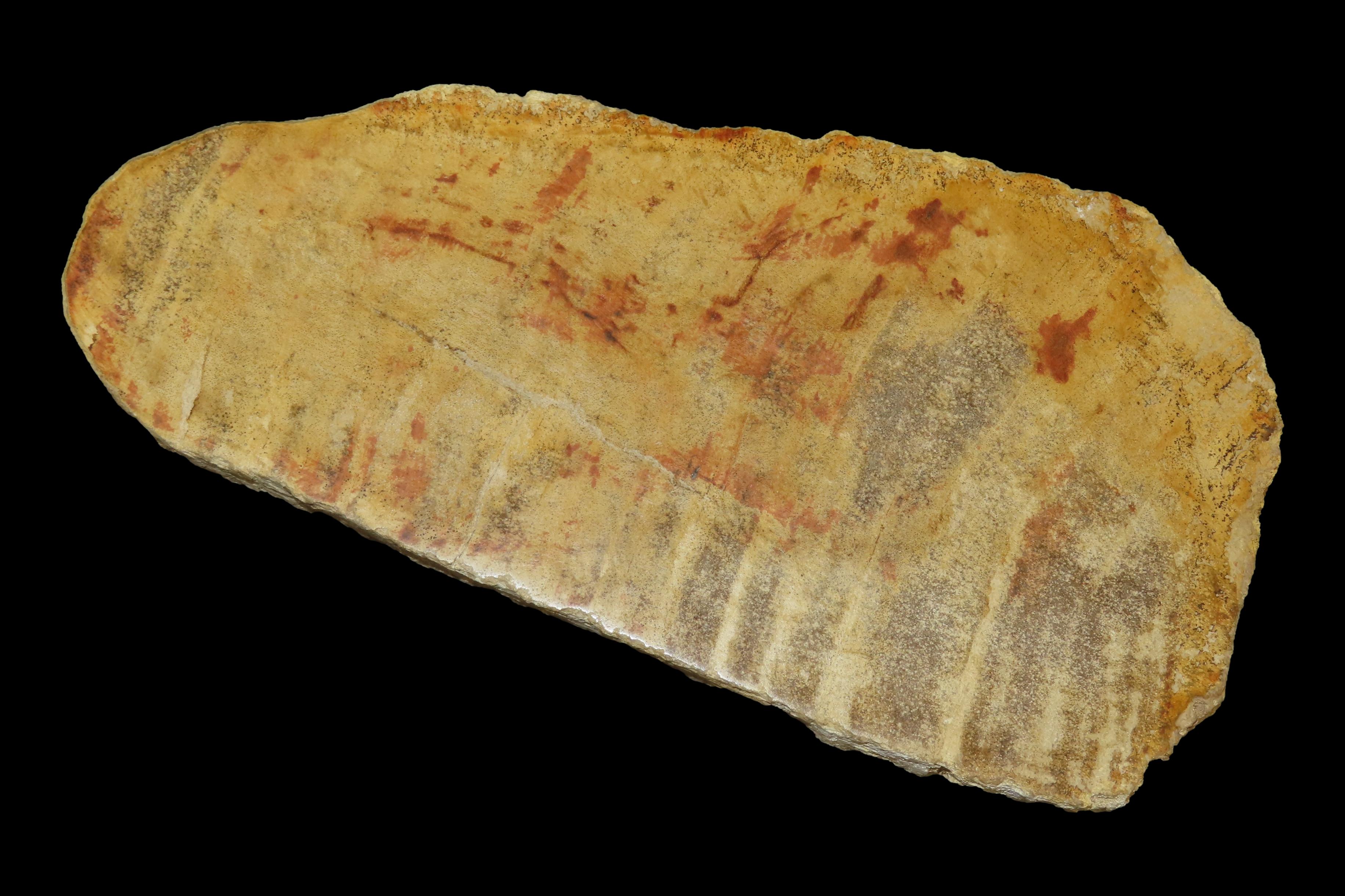 Large Colorful Polished Slab of Petrifeid Wood. Fully Polished on Both Sides, Beautiful Colorful Example.