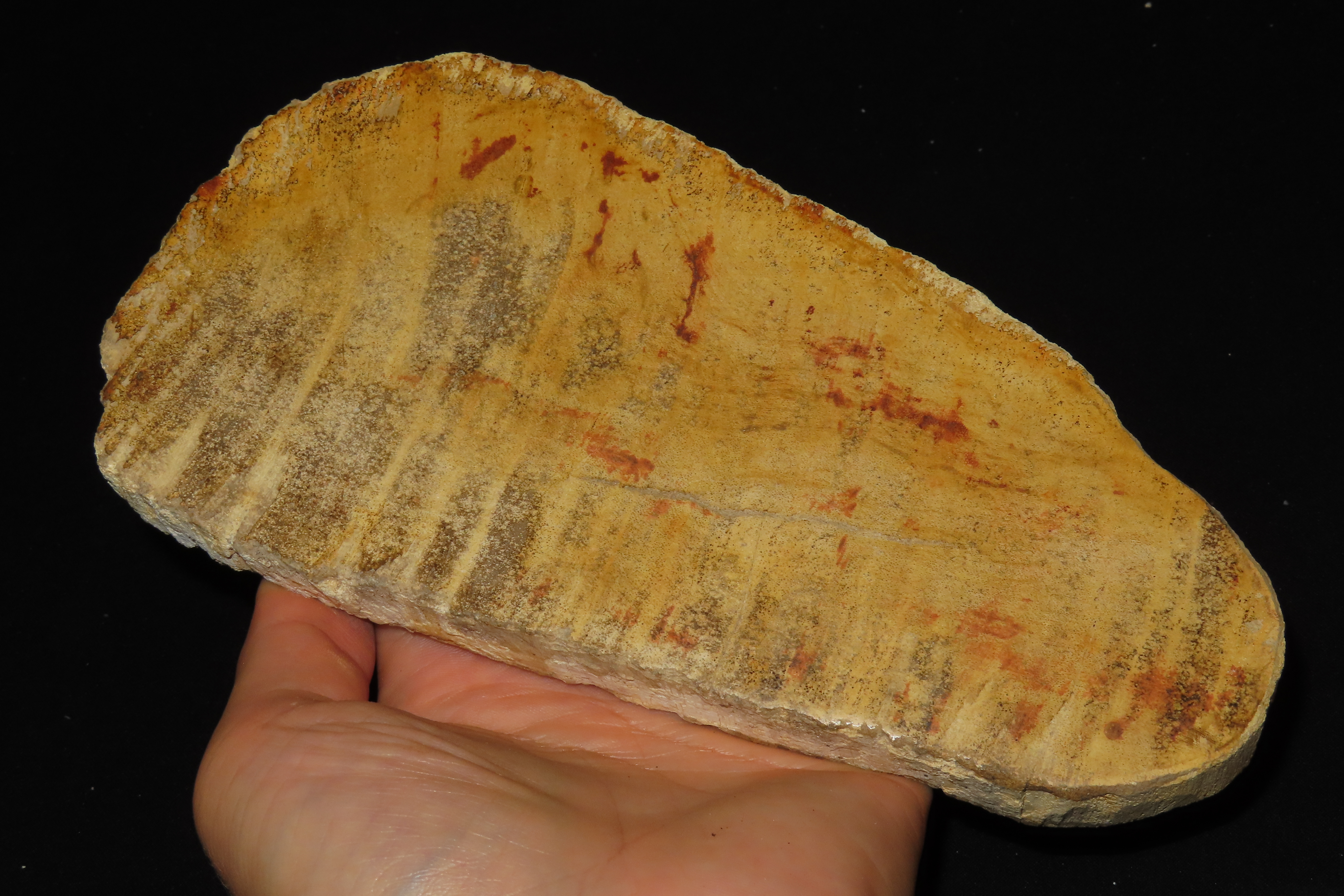 Large Colorful Polished Slab of Petrifeid Wood. Fully Polished on Both Sides, Beautiful Colorful Example.