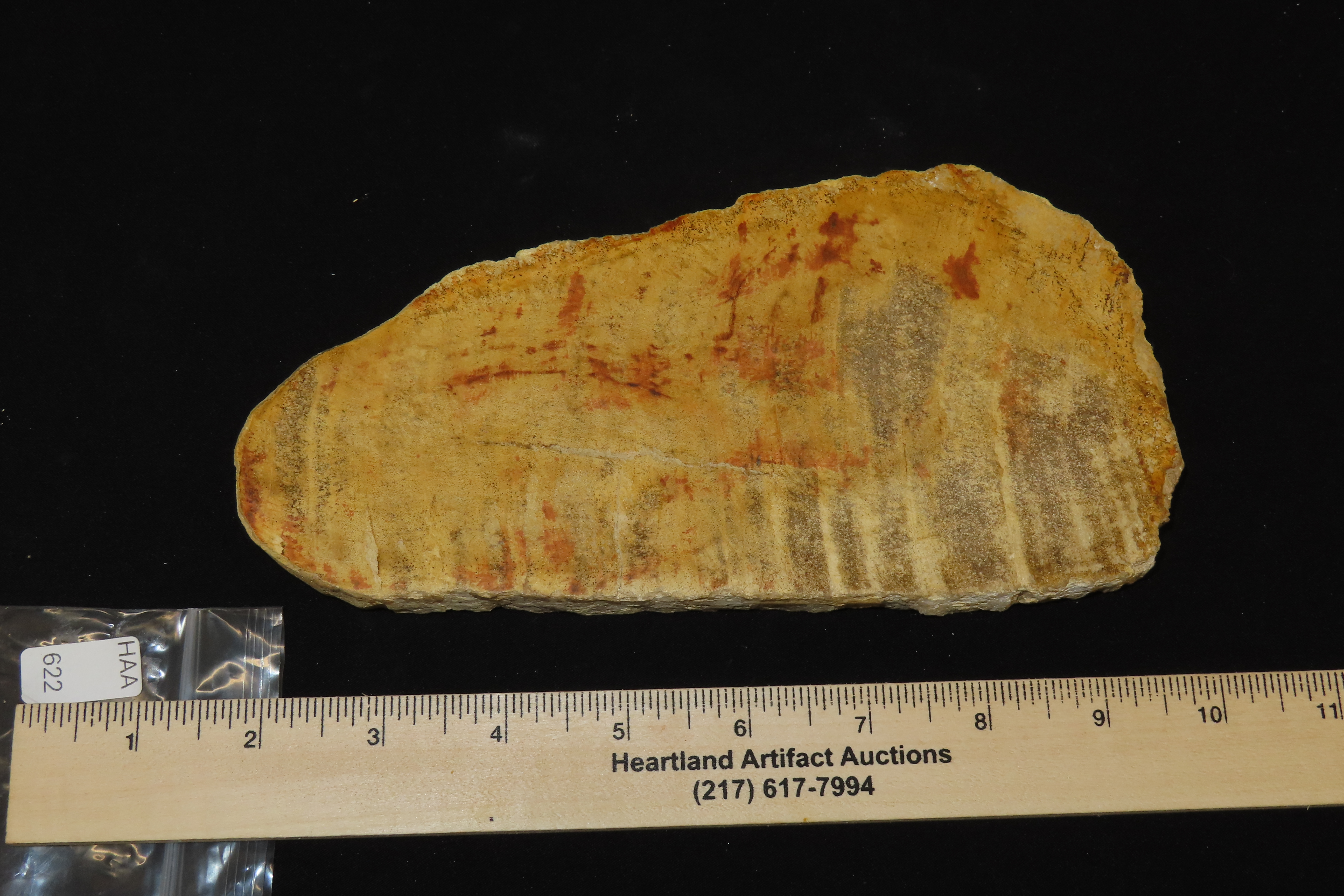 Large Colorful Polished Slab of Petrifeid Wood. Fully Polished on Both Sides, Beautiful Colorful Example.