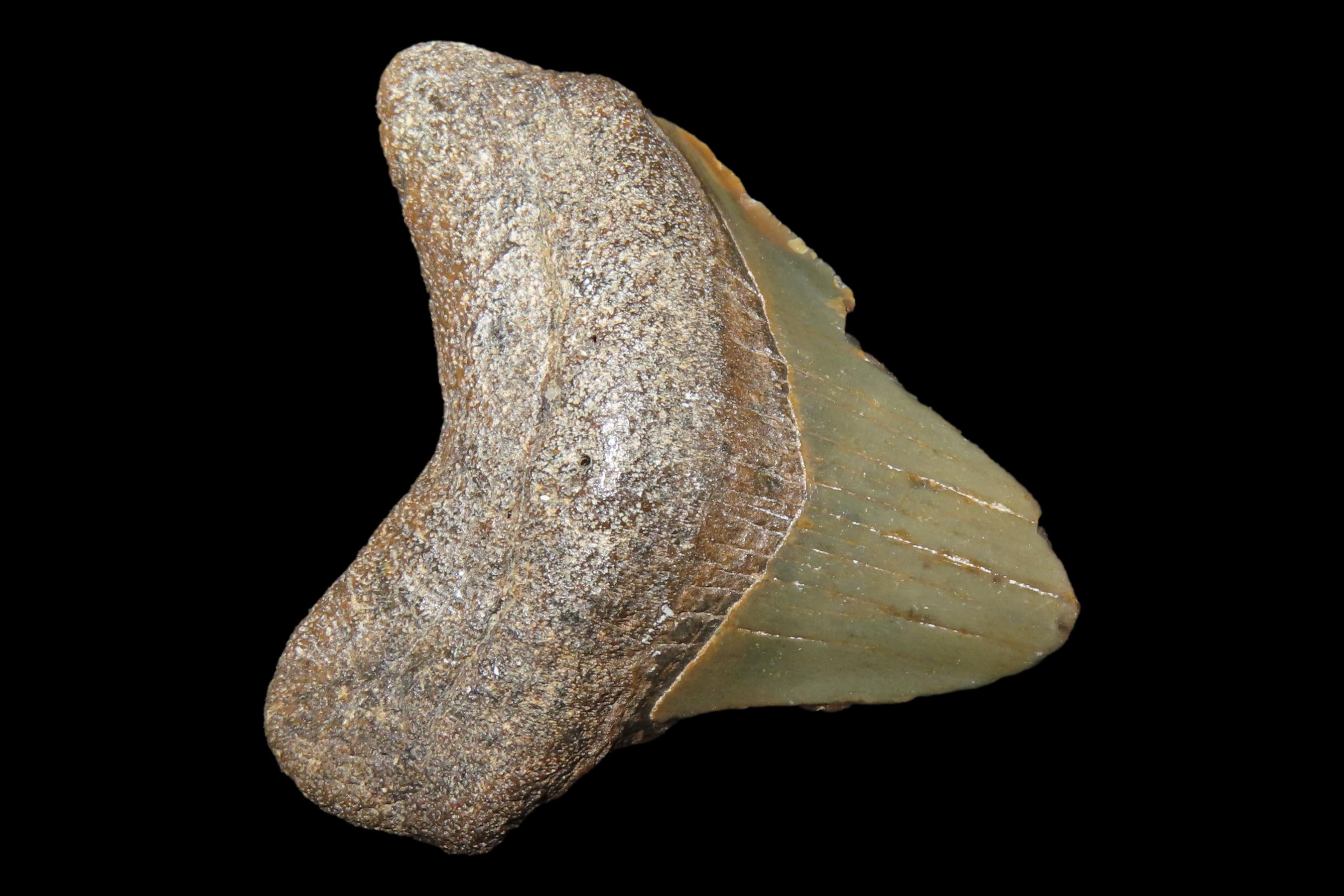 Large Megalodon Shark Tooth, 2.5-23 Million Year Old Fossil found off the coast of the Carolinas. No Repair, No Resto, No Polishing. Great E
