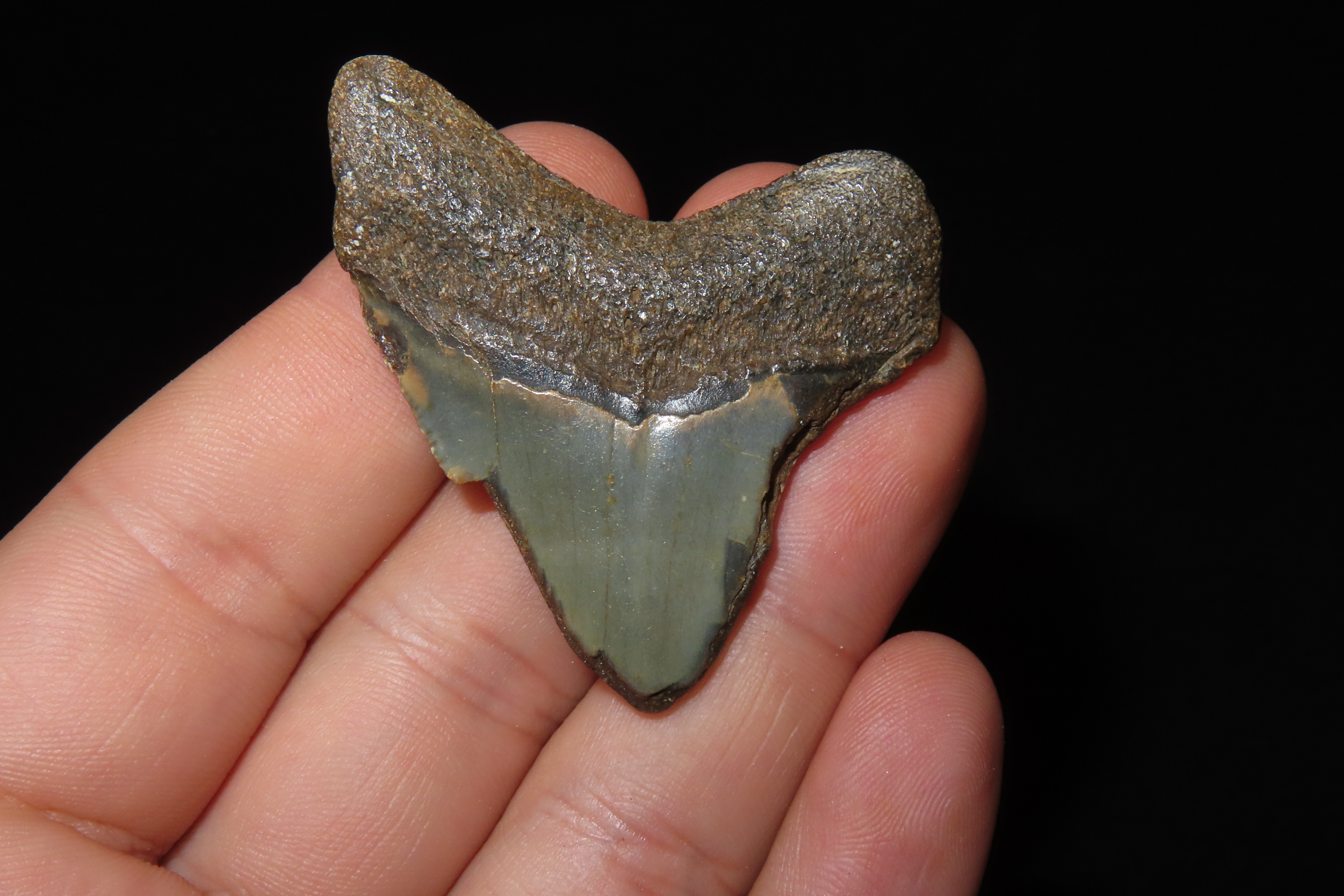 Large Megalodon Shark Tooth, 2.5-23 Million Year Old Fossil found off the coast of the Carolinas. No Repair, No Resto, No Polishing. Great E