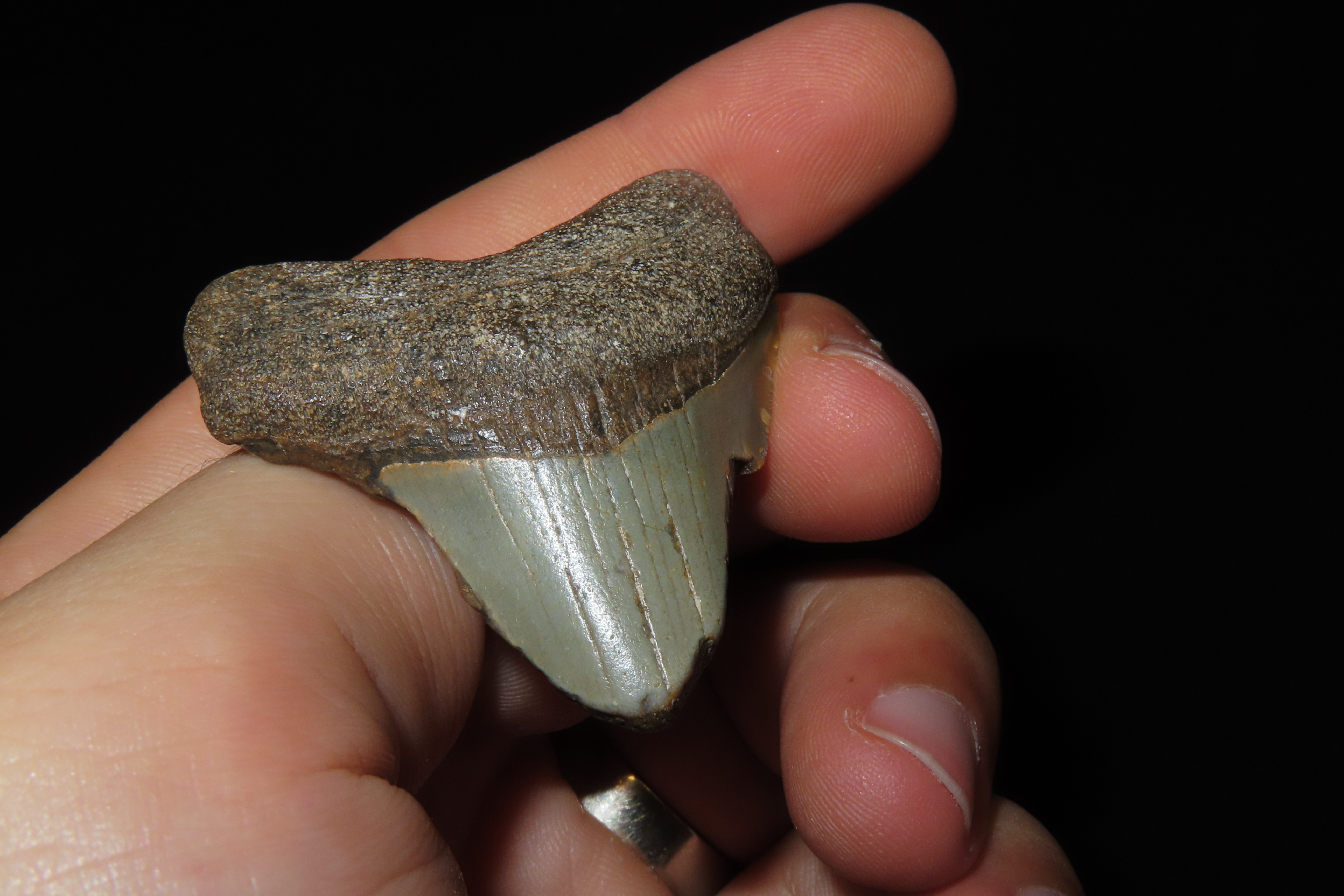 Large Megalodon Shark Tooth, 2.5-23 Million Year Old Fossil found off the coast of the Carolinas. No Repair, No Resto, No Polishing. Great E