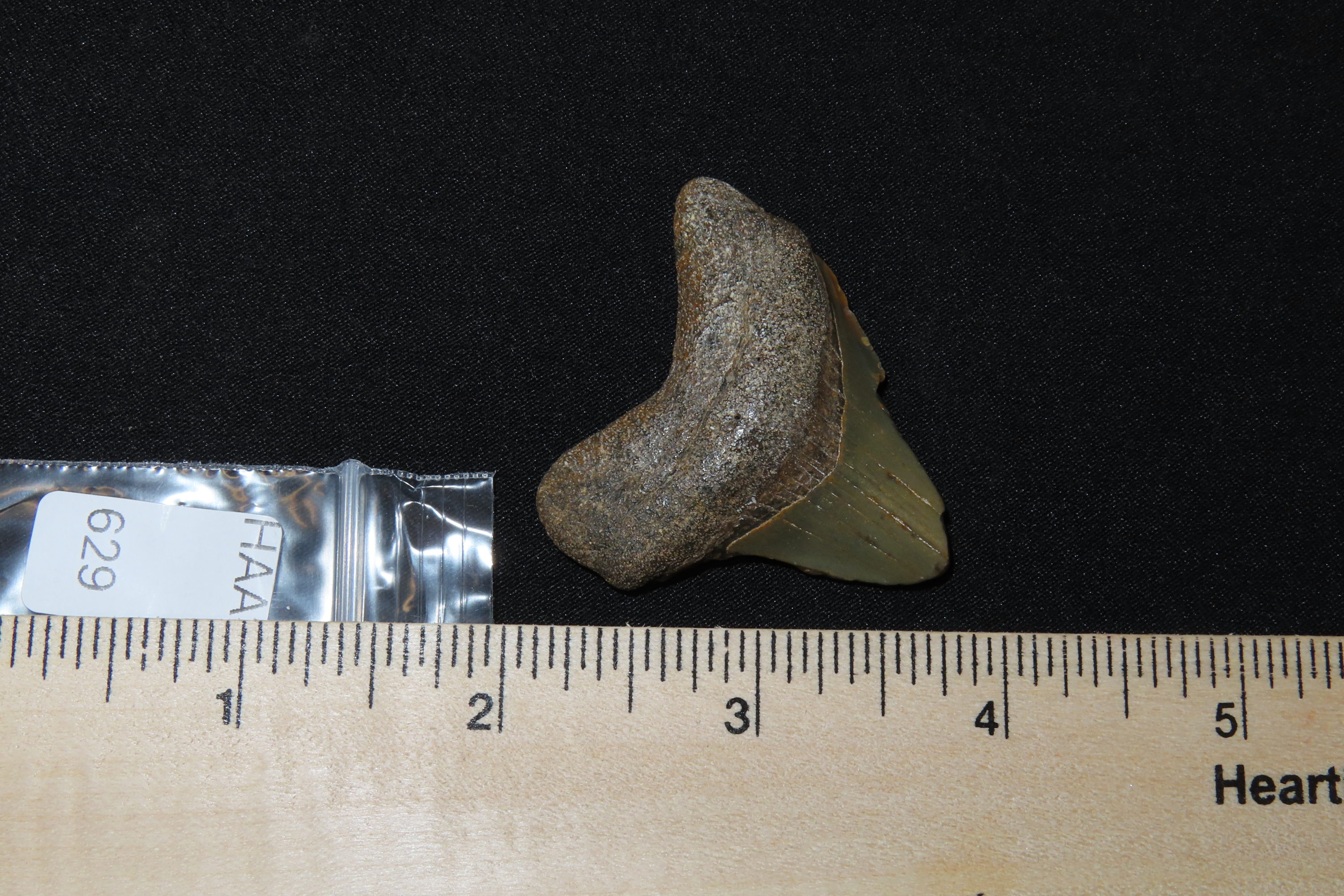 Large Megalodon Shark Tooth, 2.5-23 Million Year Old Fossil found off the coast of the Carolinas. No Repair, No Resto, No Polishing. Great E