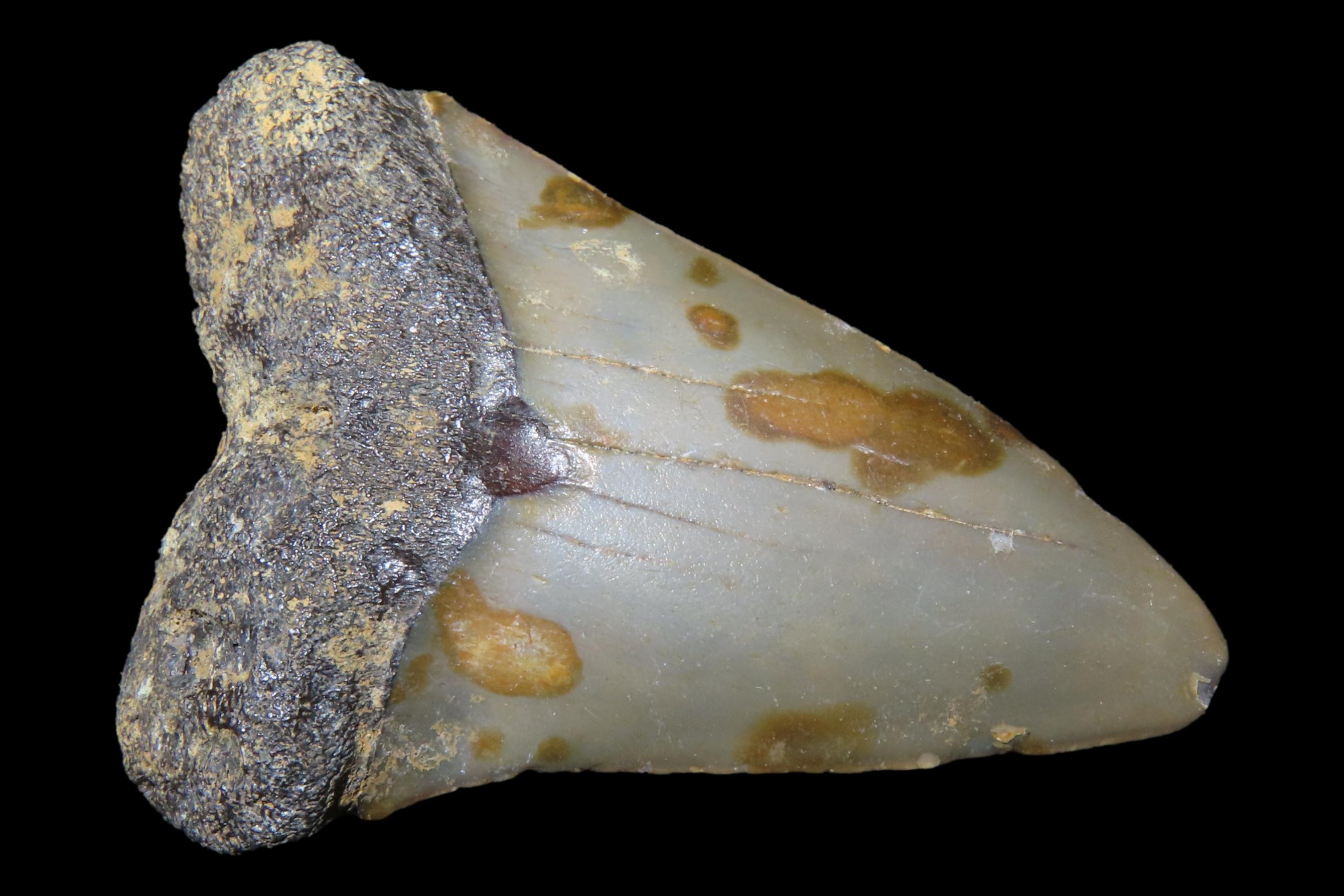 Large Megalodon Shark Tooth, 2.5-23 Million Year Old Fossil found off the coast of the Carolinas. No Repair, No Resto, No Polishing. Great E