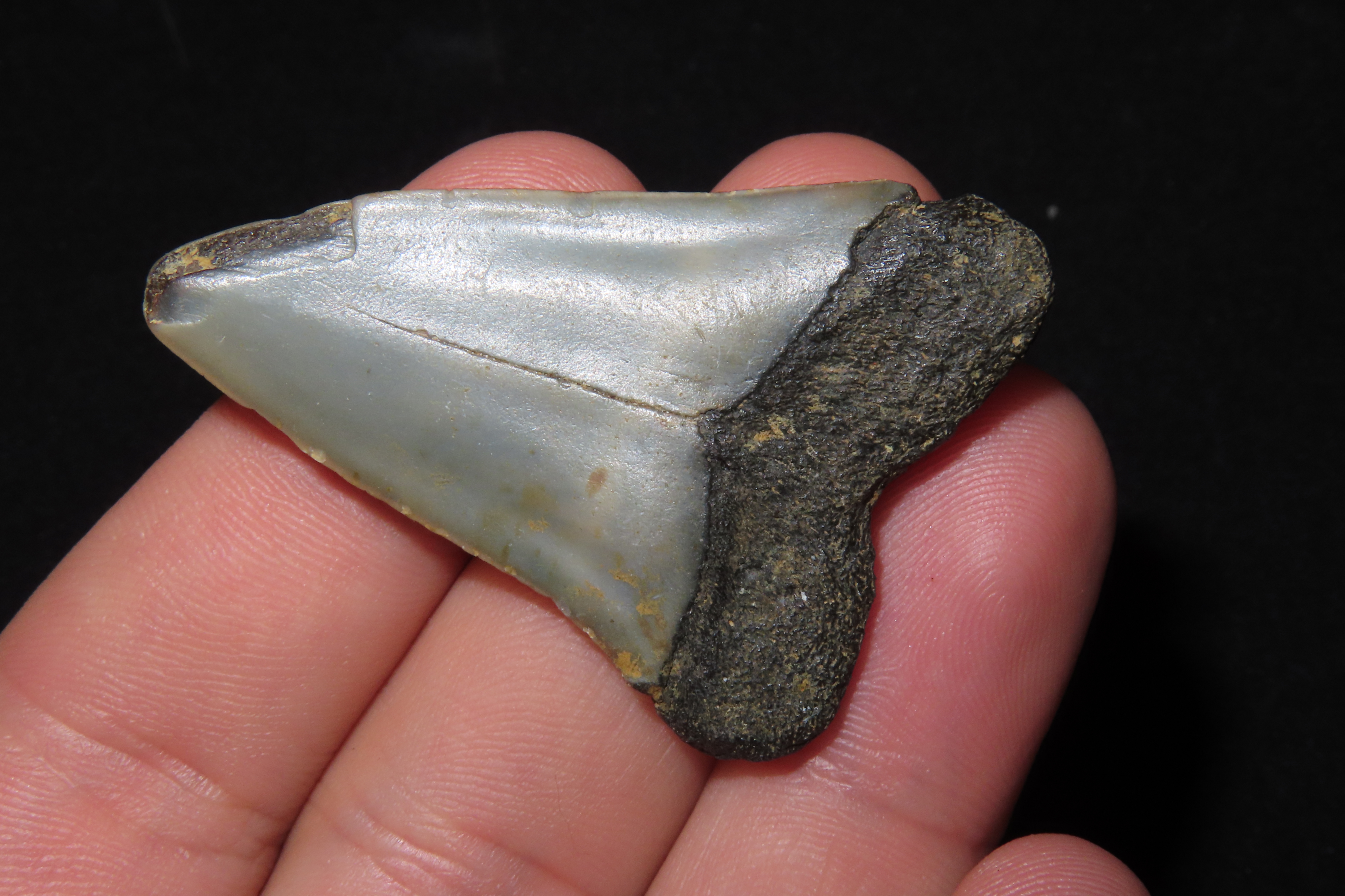 Large Megalodon Shark Tooth, 2.5-23 Million Year Old Fossil found off the coast of the Carolinas. No Repair, No Resto, No Polishing. Great E