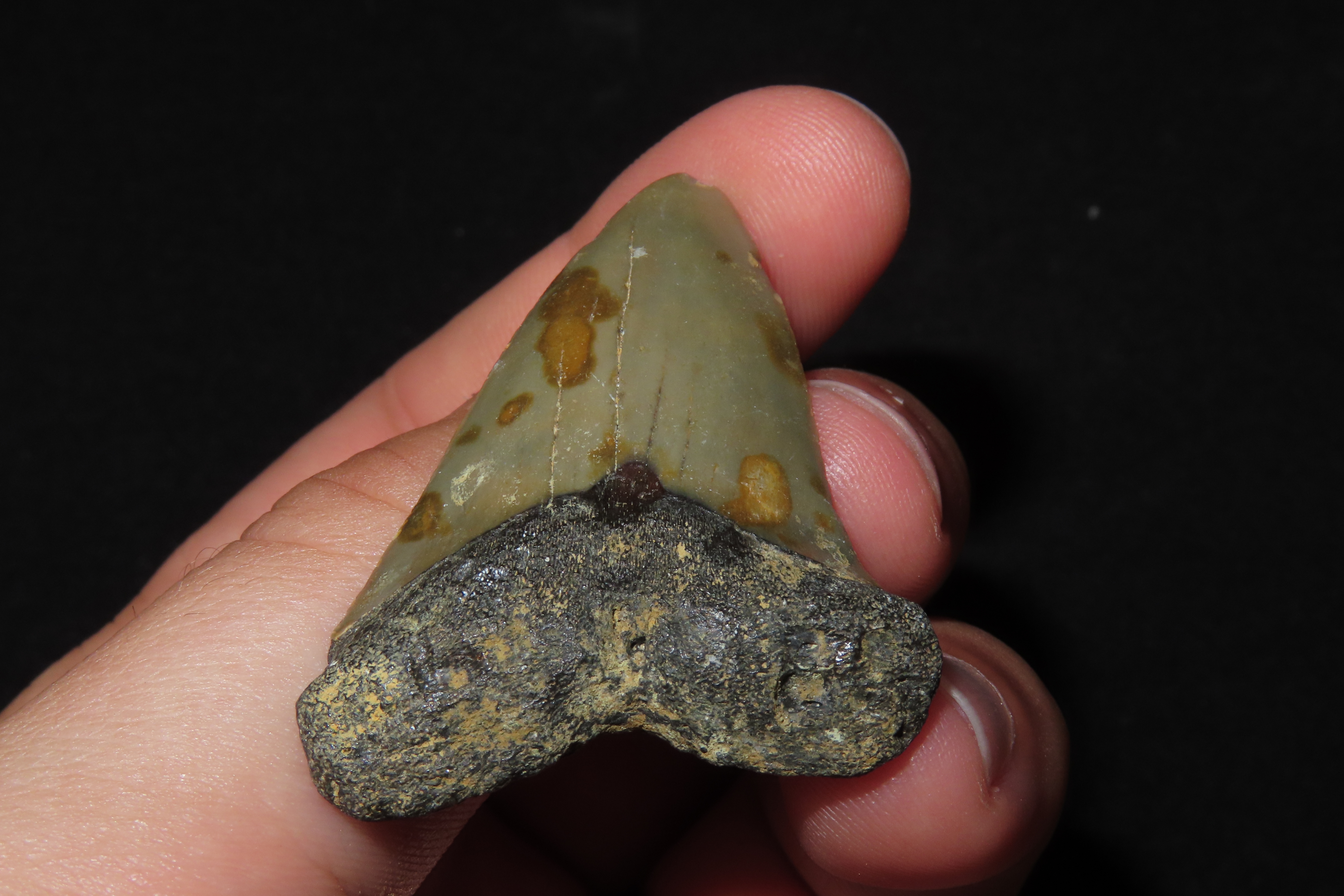 Large Megalodon Shark Tooth, 2.5-23 Million Year Old Fossil found off the coast of the Carolinas. No Repair, No Resto, No Polishing. Great E