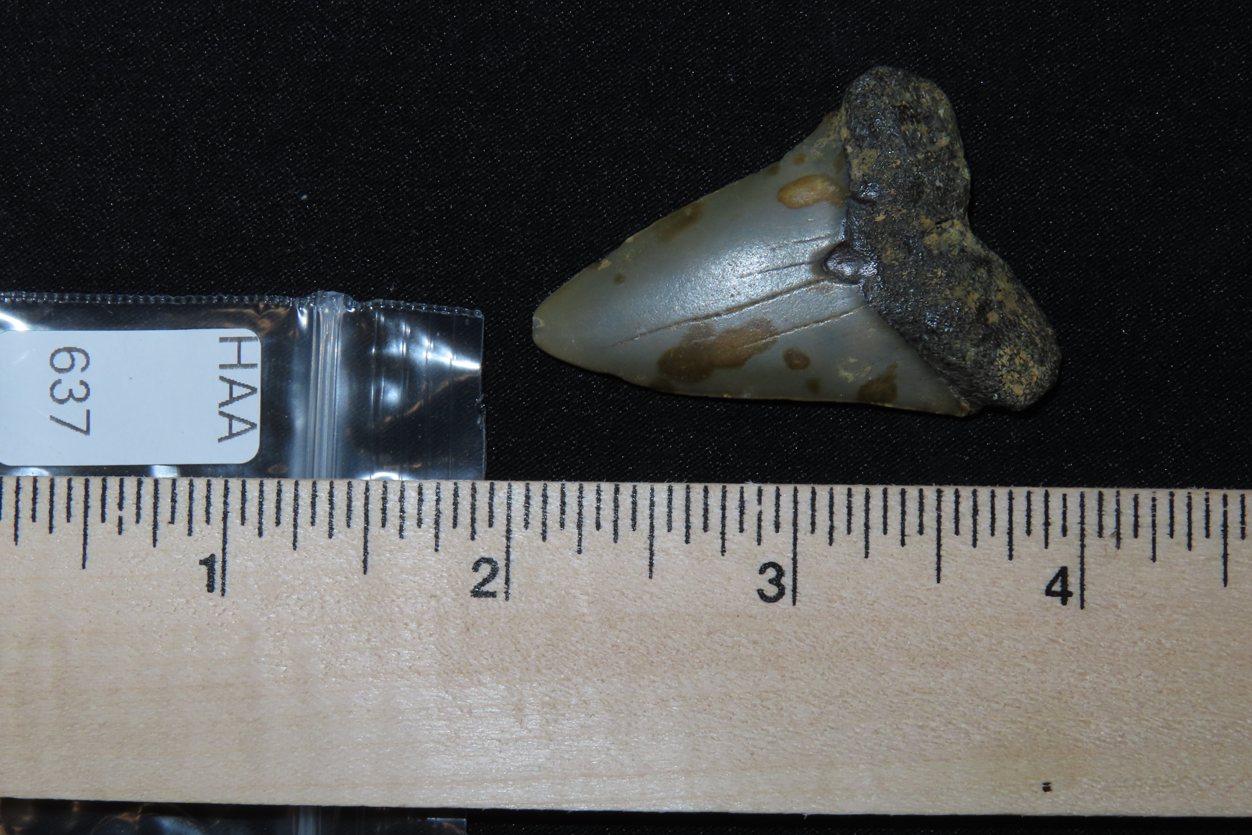 Large Megalodon Shark Tooth, 2.5-23 Million Year Old Fossil found off the coast of the Carolinas. No Repair, No Resto, No Polishing. Great E