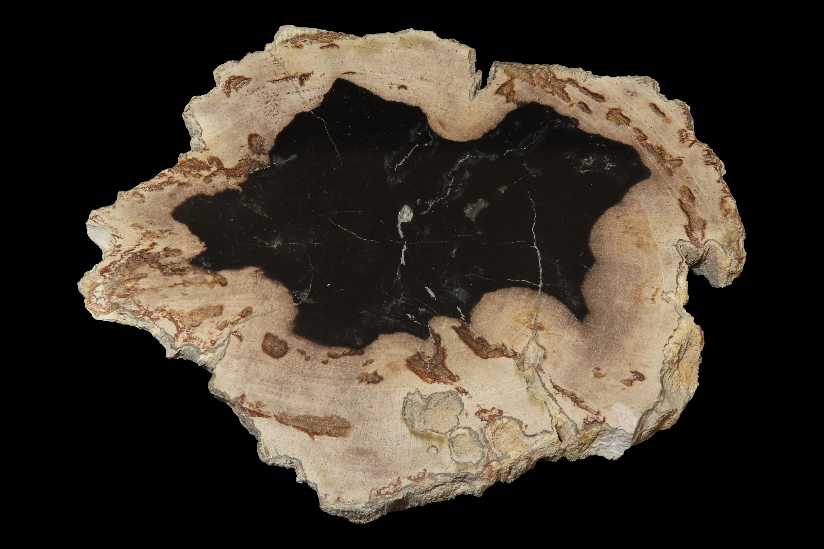 Large Colorful Polished Slab of Petrifeid Wood. Fully Polished on Both Sides, Beautiful Colorful Example.