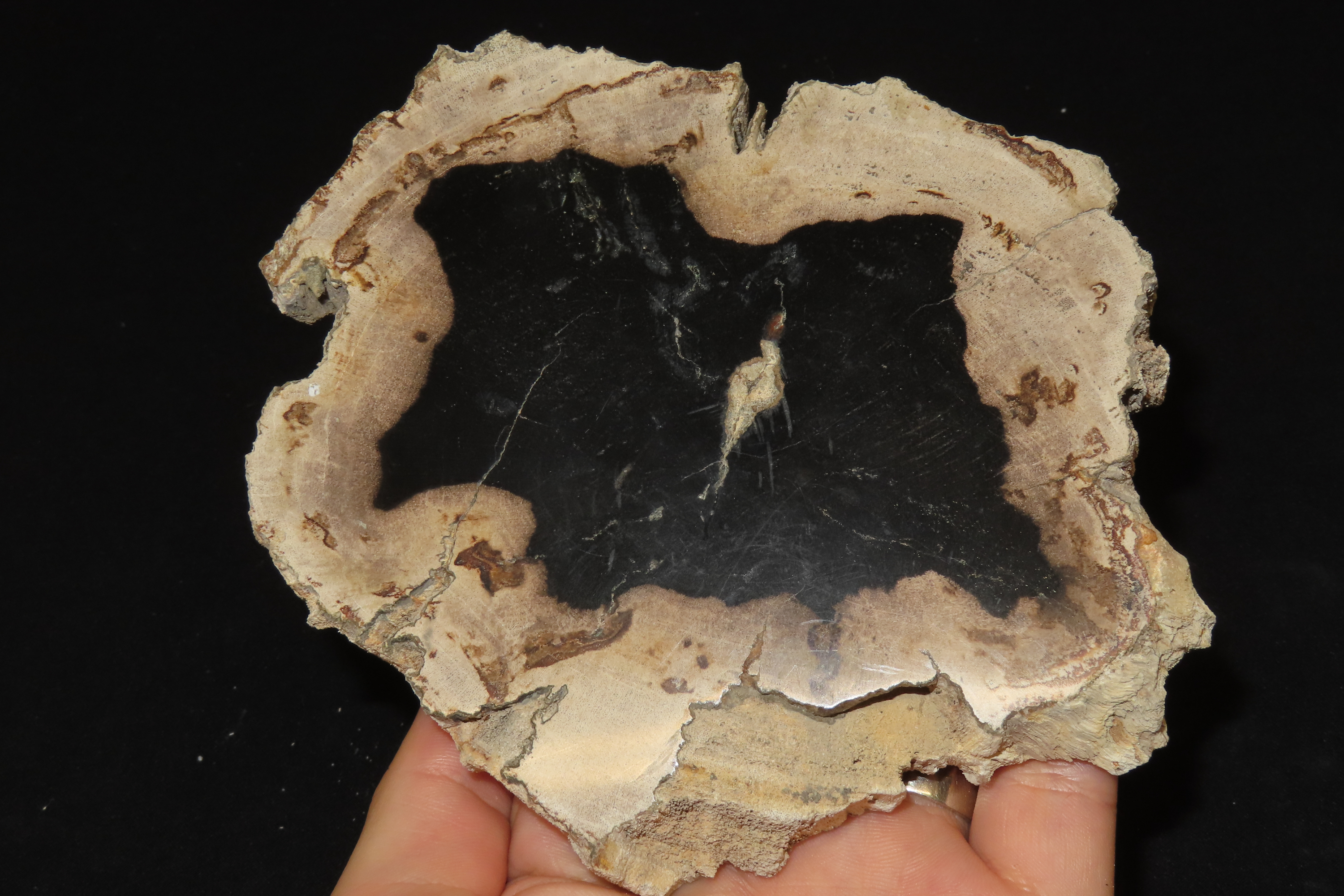 Large Colorful Polished Slab of Petrifeid Wood. Fully Polished on Both Sides, Beautiful Colorful Example.