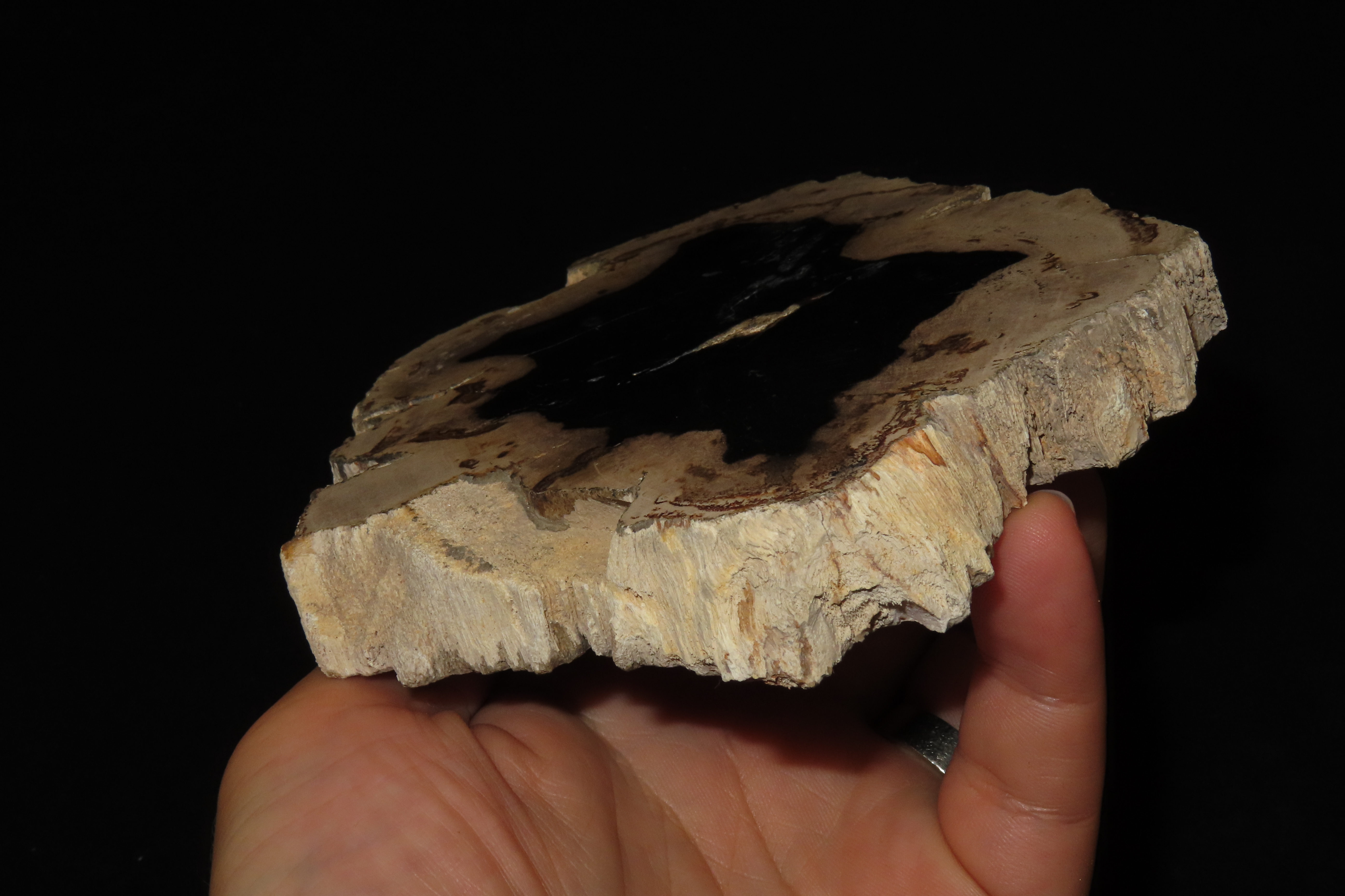 Large Colorful Polished Slab of Petrifeid Wood. Fully Polished on Both Sides, Beautiful Colorful Example.