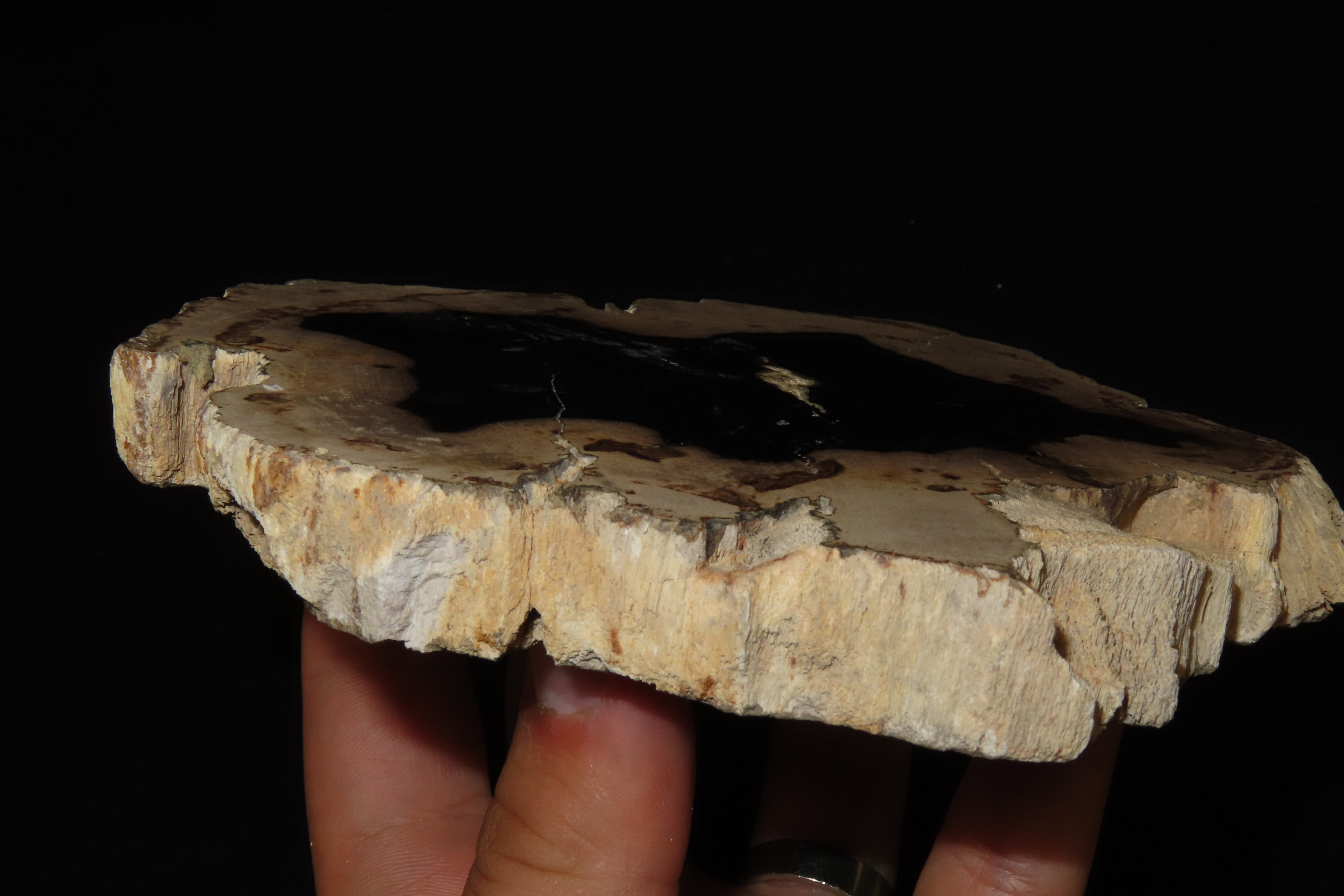 Large Colorful Polished Slab of Petrifeid Wood. Fully Polished on Both Sides, Beautiful Colorful Example.