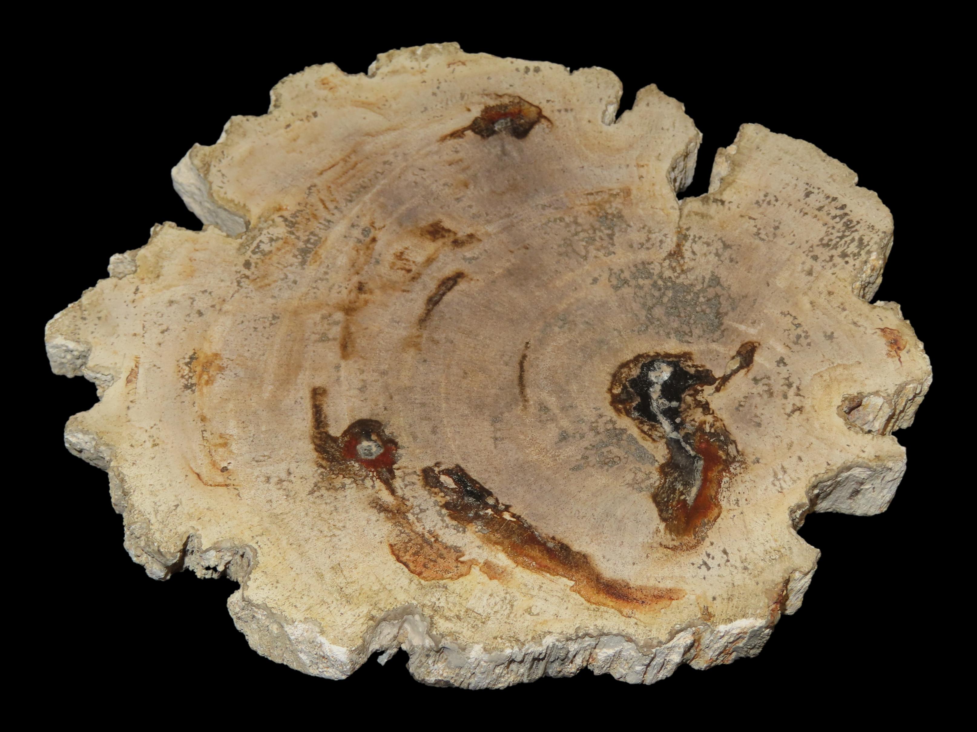 Large Colorful Polished Slab of Petrifeid Wood. Fully Polished on Both Sides, Beautiful Colorful Example.