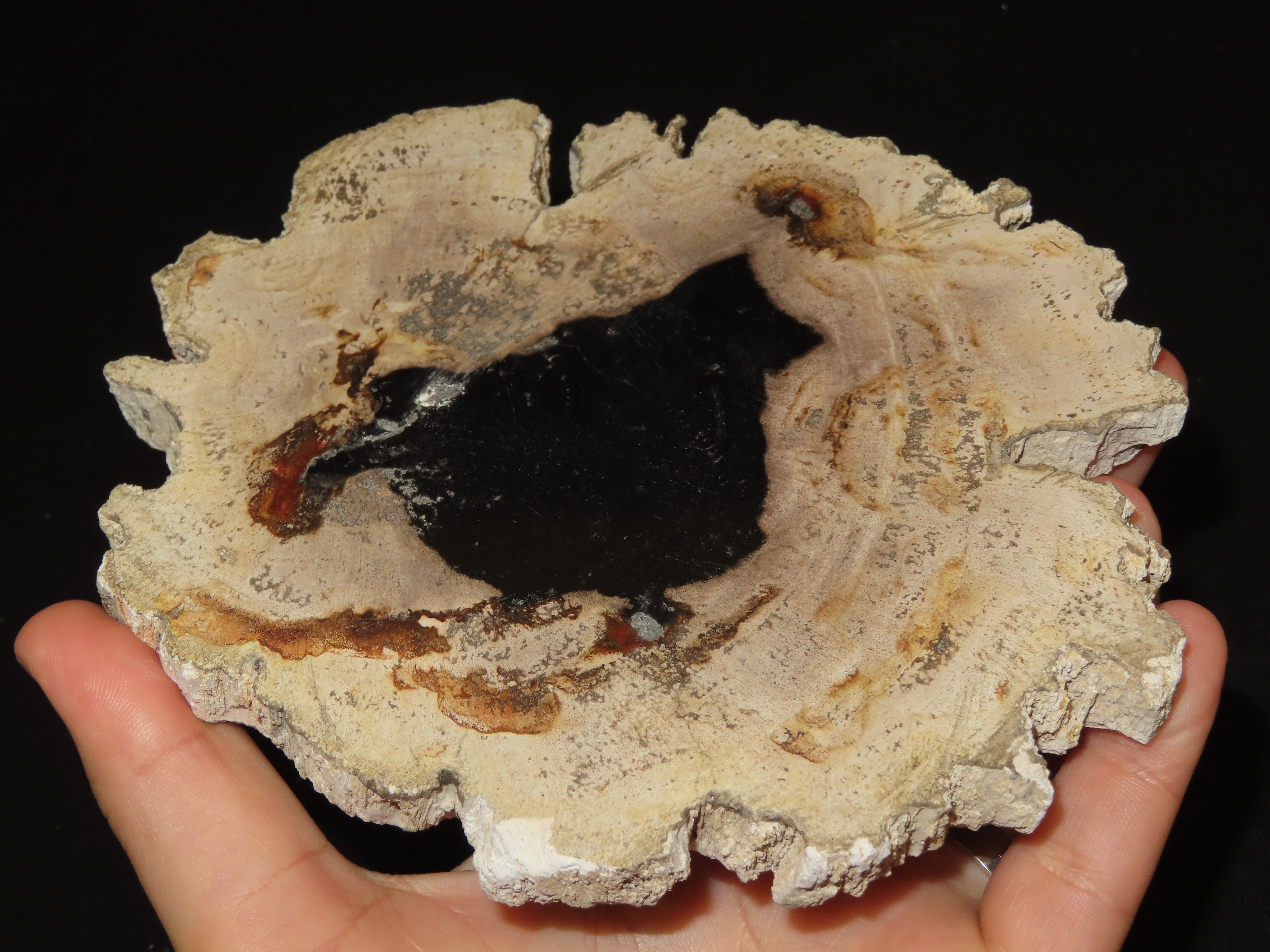 Large Colorful Polished Slab of Petrifeid Wood. Fully Polished on Both Sides, Beautiful Colorful Example.