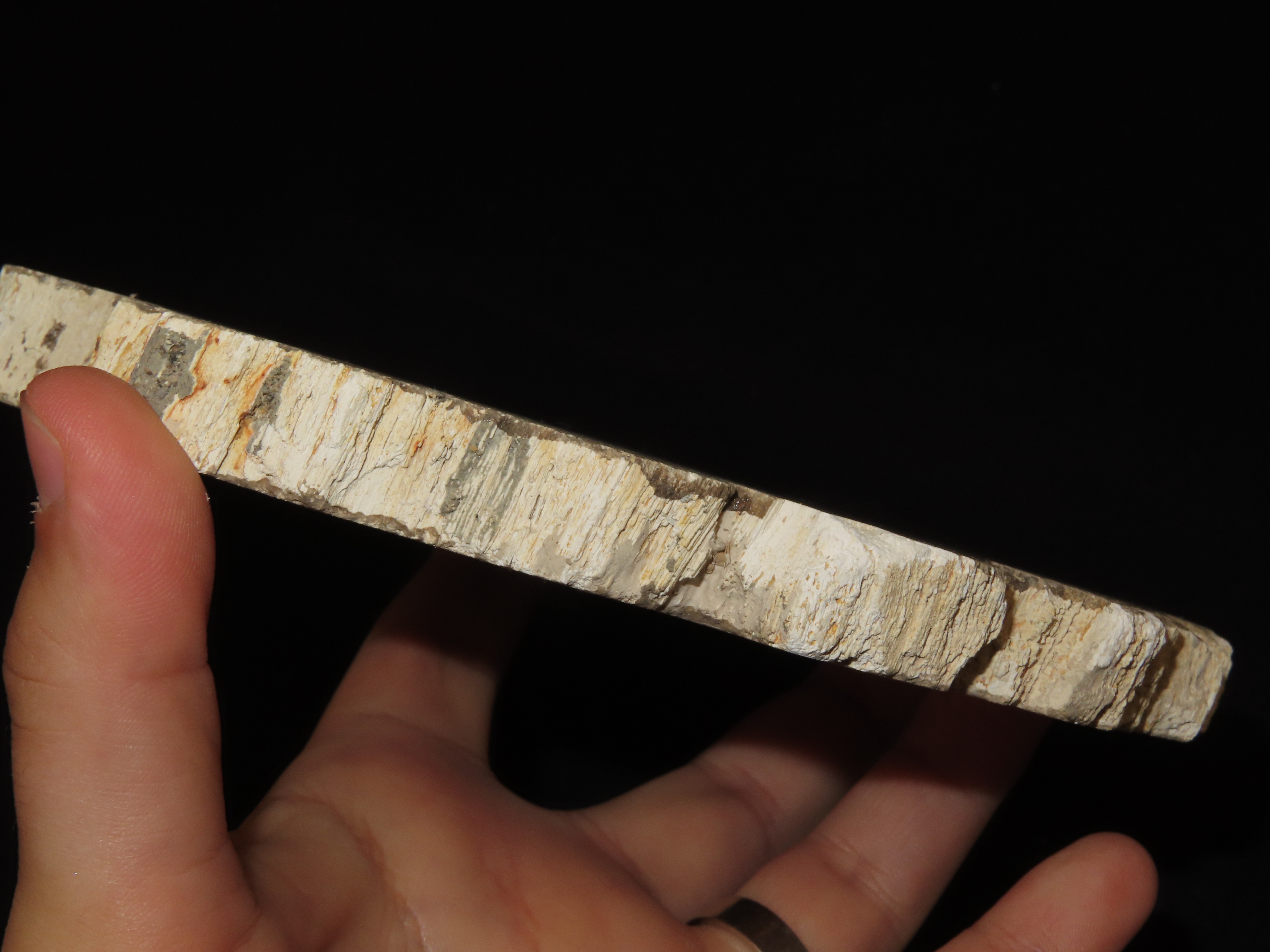 Large Colorful Polished Slab of Petrifeid Wood. Fully Polished on Both Sides, Beautiful Colorful Example.