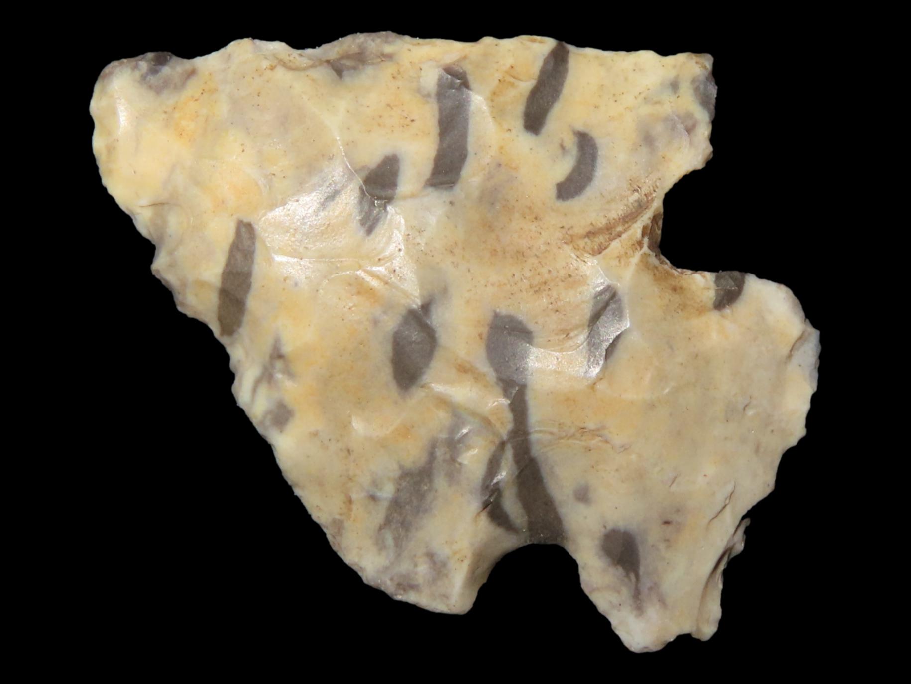 Petrified Palmwood Kirk Corner Notch found in Louisiana. Colorful Indian Arrowhead.
