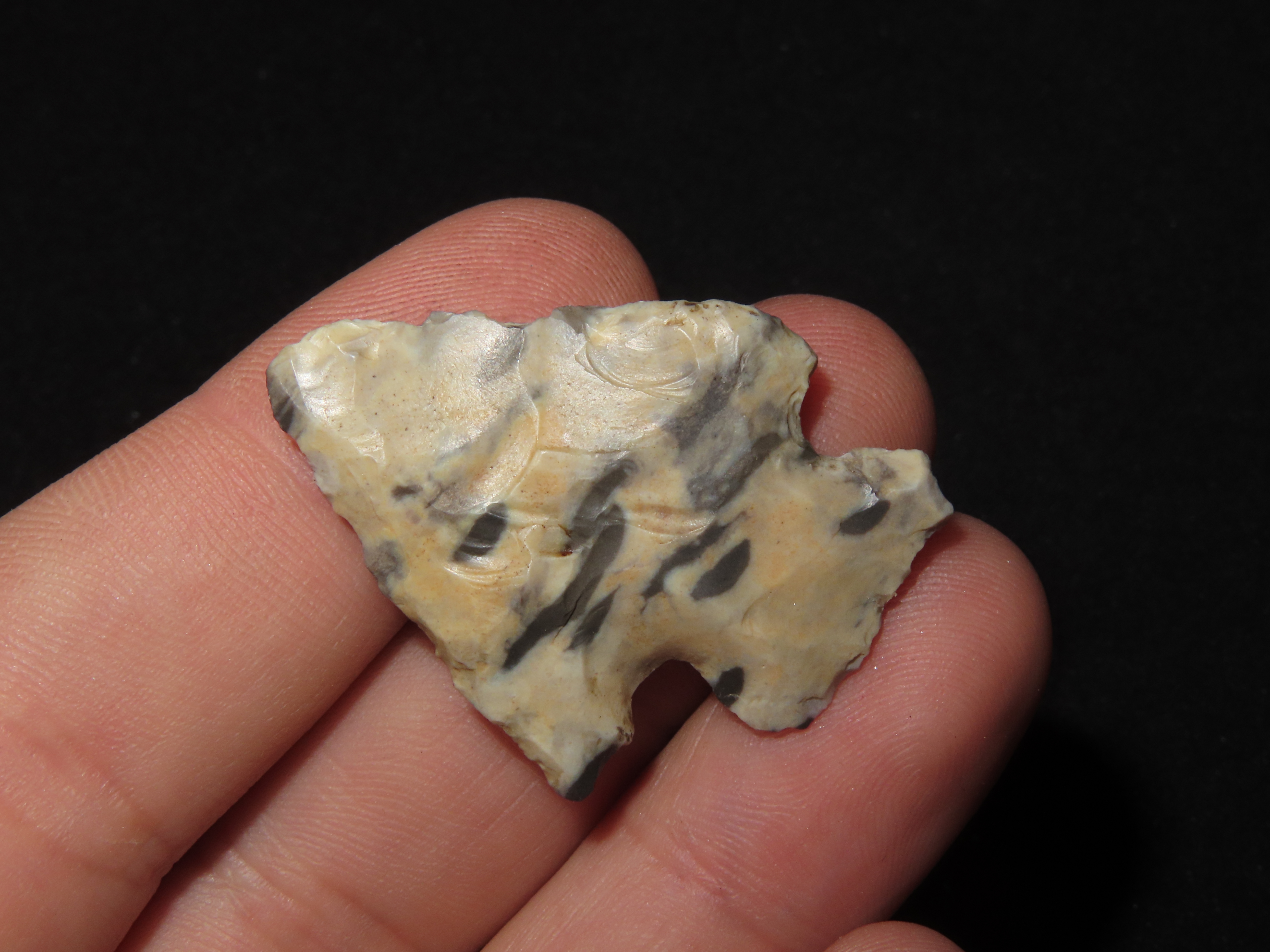 Petrified Palmwood Kirk Corner Notch found in Louisiana. Colorful Indian Arrowhead.
