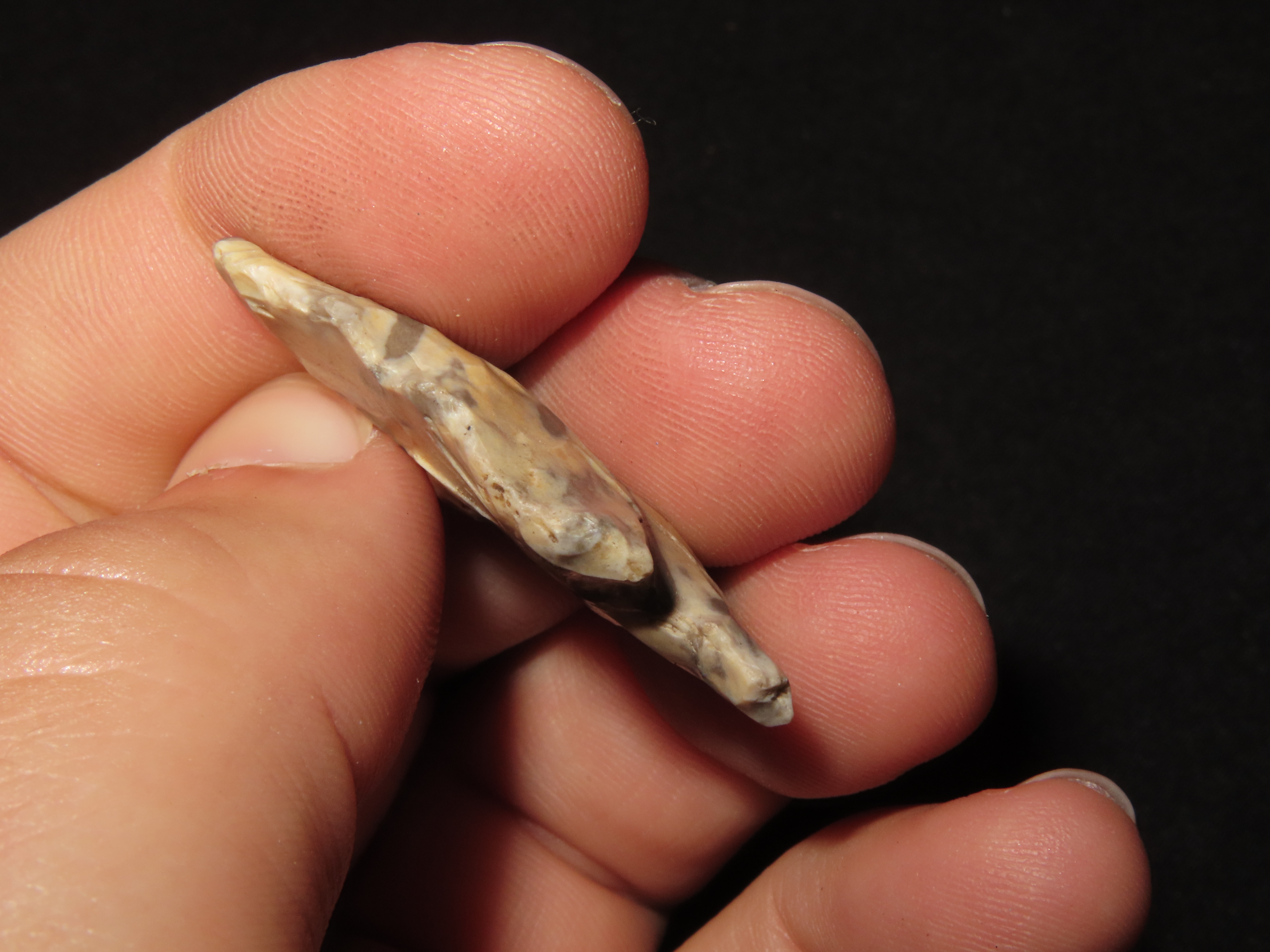 Petrified Palmwood Kirk Corner Notch found in Louisiana. Colorful Indian Arrowhead.
