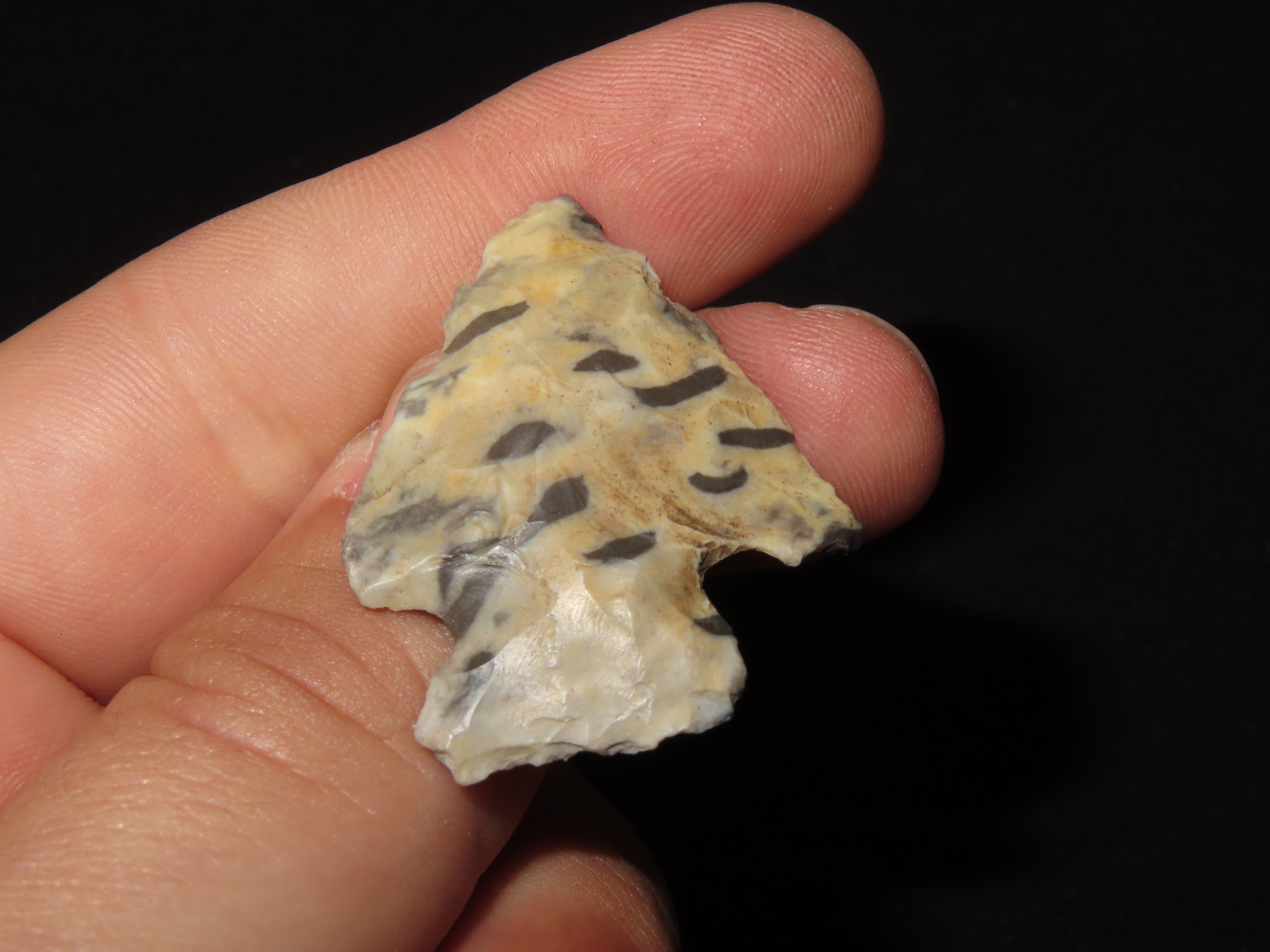 Petrified Palmwood Kirk Corner Notch found in Louisiana. Colorful Indian Arrowhead.