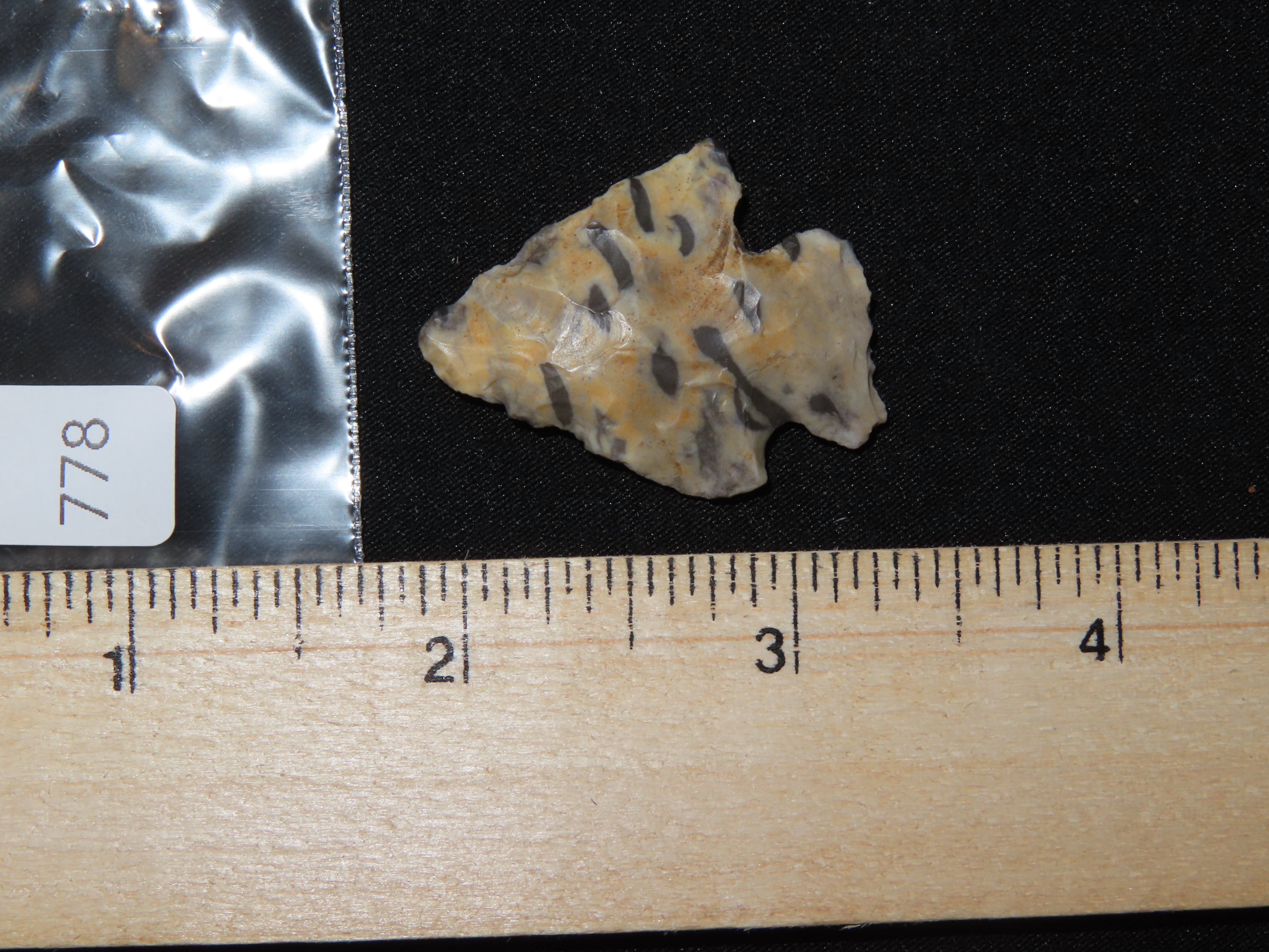 Petrified Palmwood Kirk Corner Notch found in Louisiana. Colorful Indian Arrowhead.