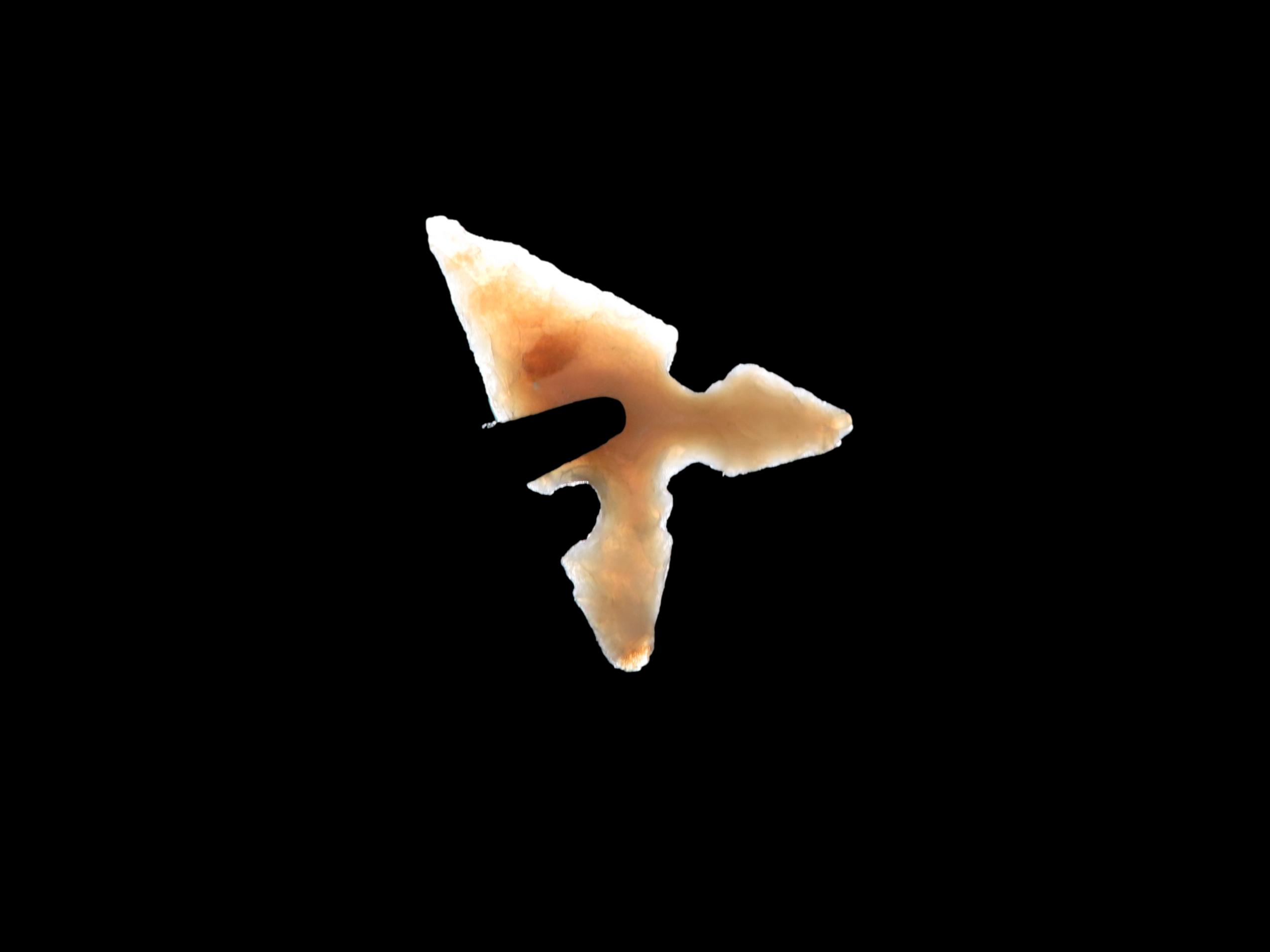 Amazing Texas Bird Point found in Central texas. Indian Arrowhead, Artifact.