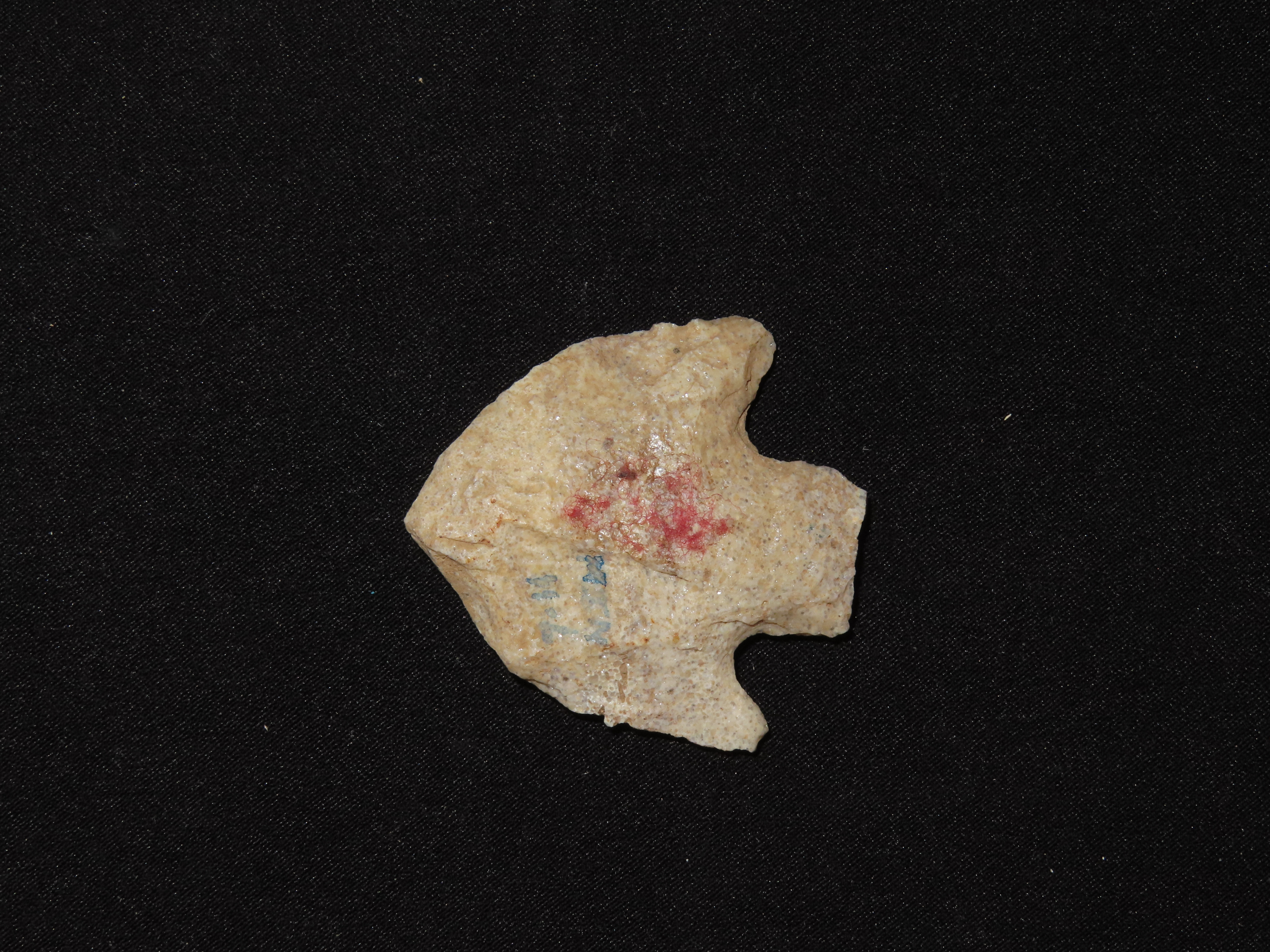 Nice Wade found in Northern Florida. Indian Arrowhead, Artifact.