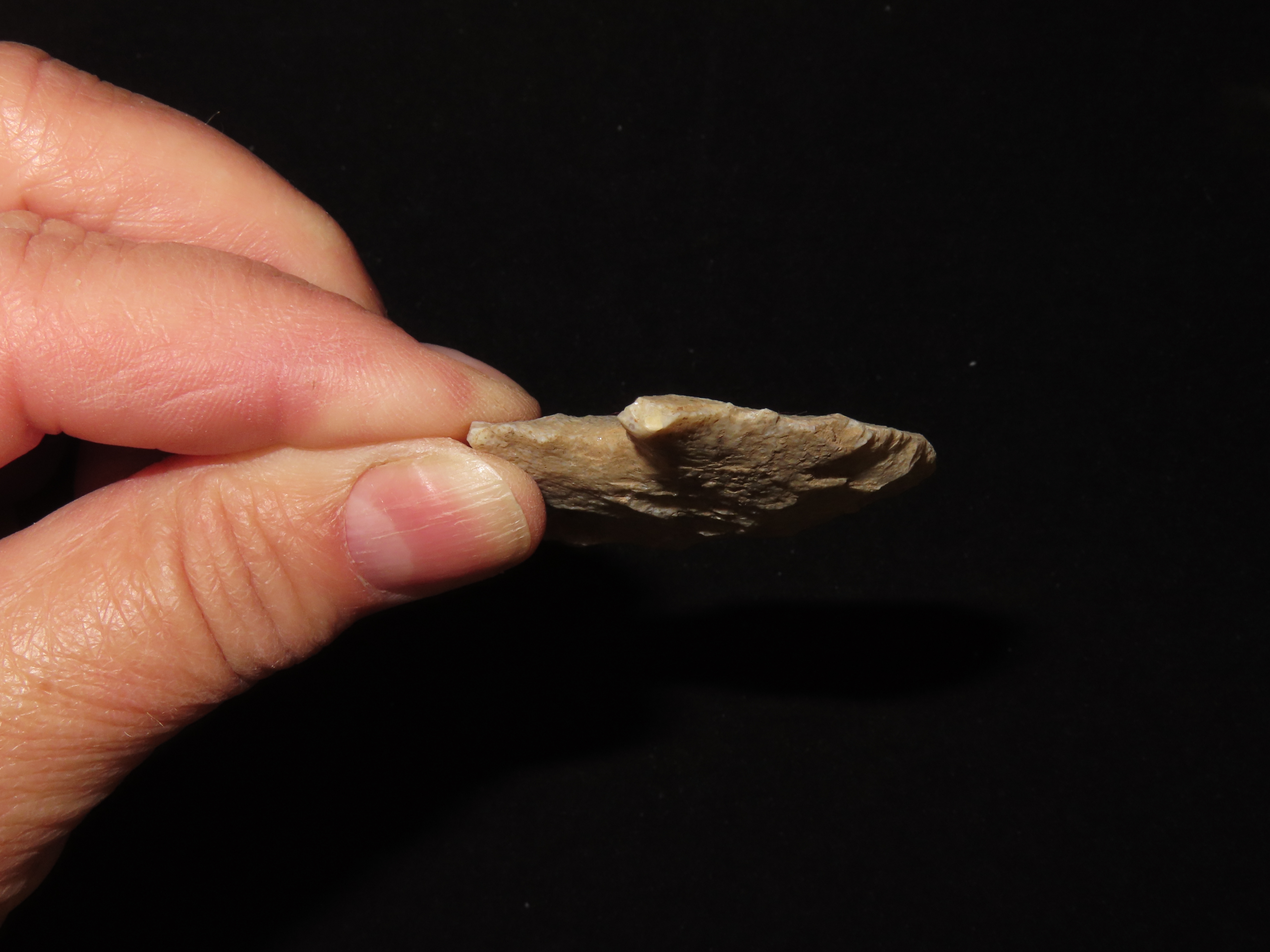 Nice Wade found in Northern Florida. Indian Arrowhead, Artifact.