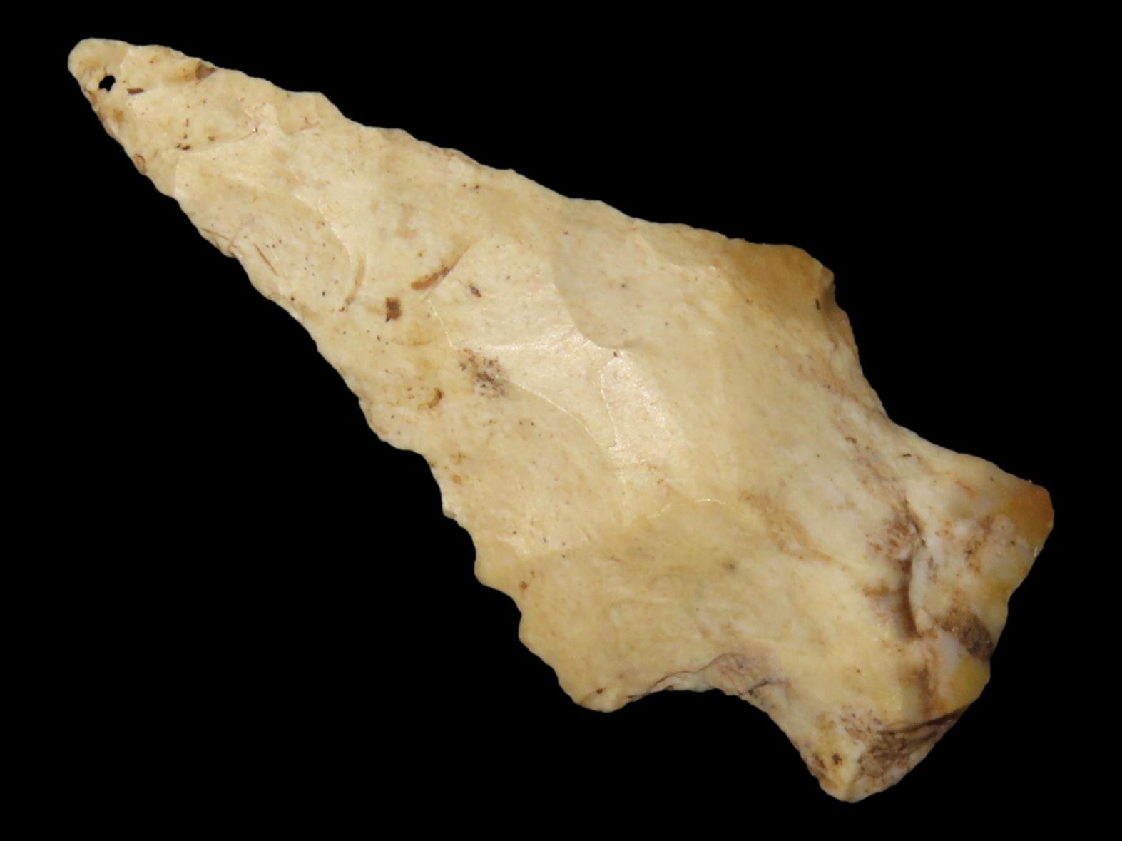 Nice Bolen Bevel found in Southern Georgia, Indian Arrowhead, Artifact.