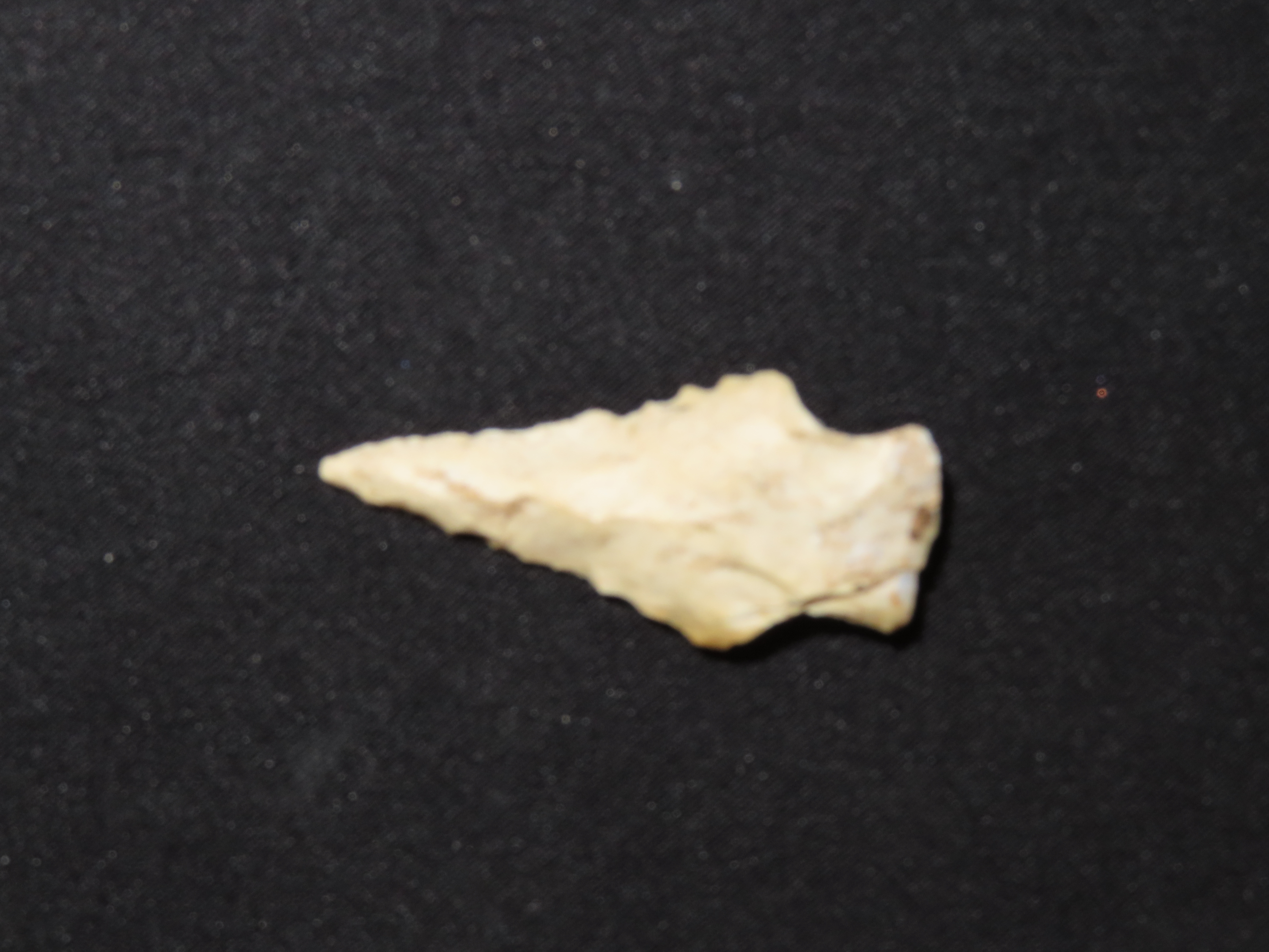 Nice Bolen Bevel found in Southern Georgia, Indian Arrowhead, Artifact.