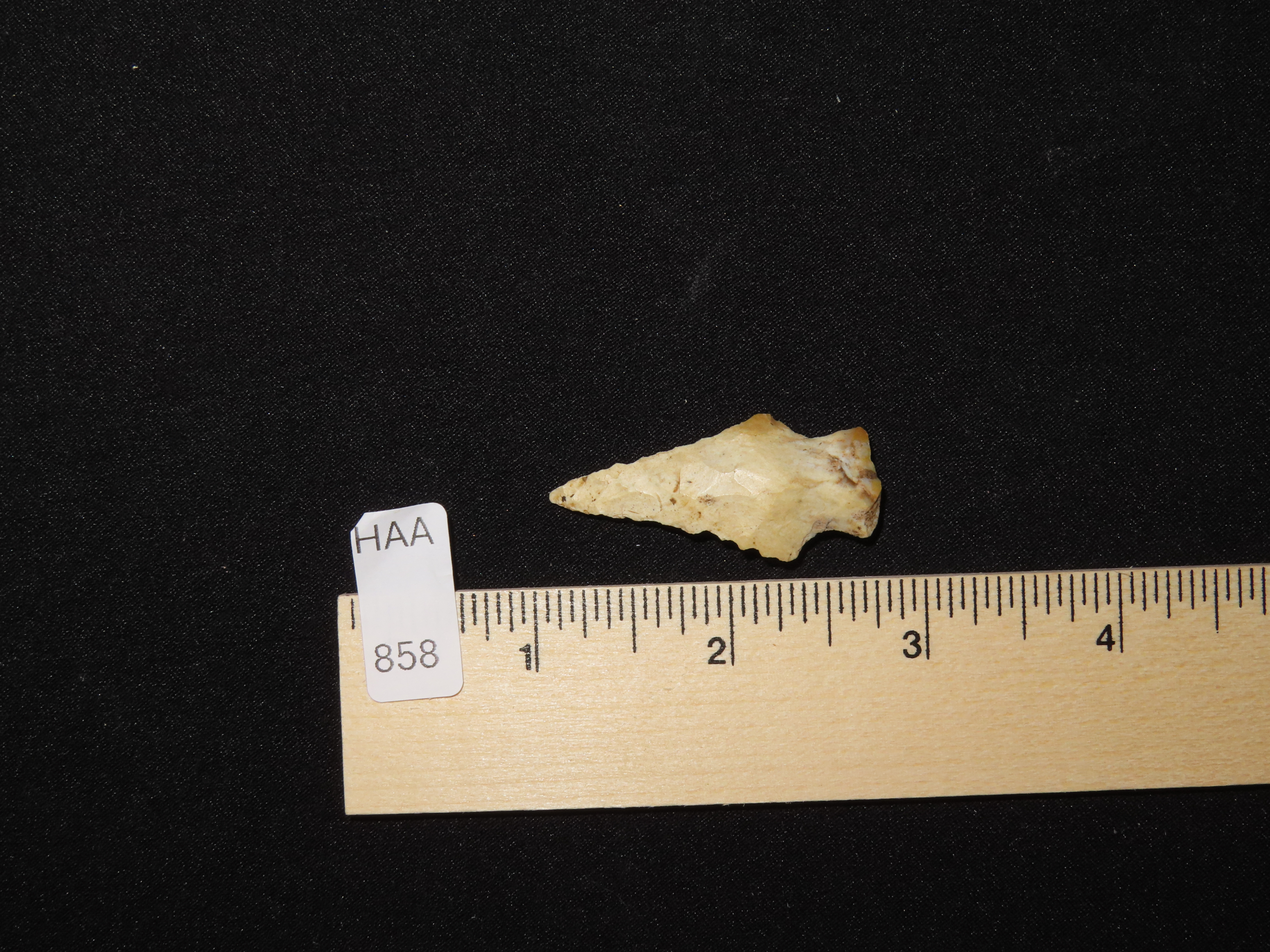 Nice Bolen Bevel found in Southern Georgia, Indian Arrowhead, Artifact.